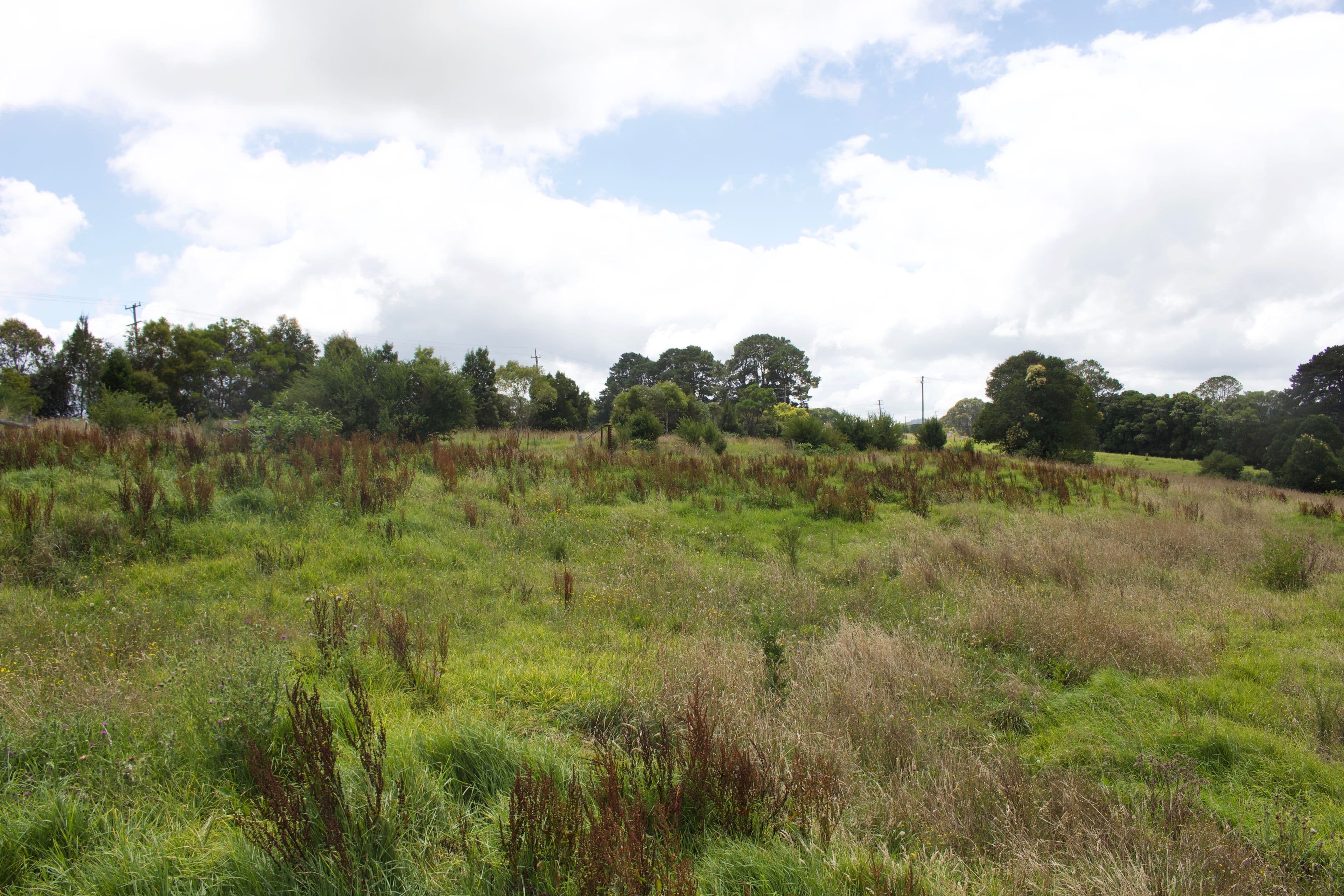 4303 Waterfall Way, Dorrigo NSW 2453, Dorrigo - Thumbnail 5