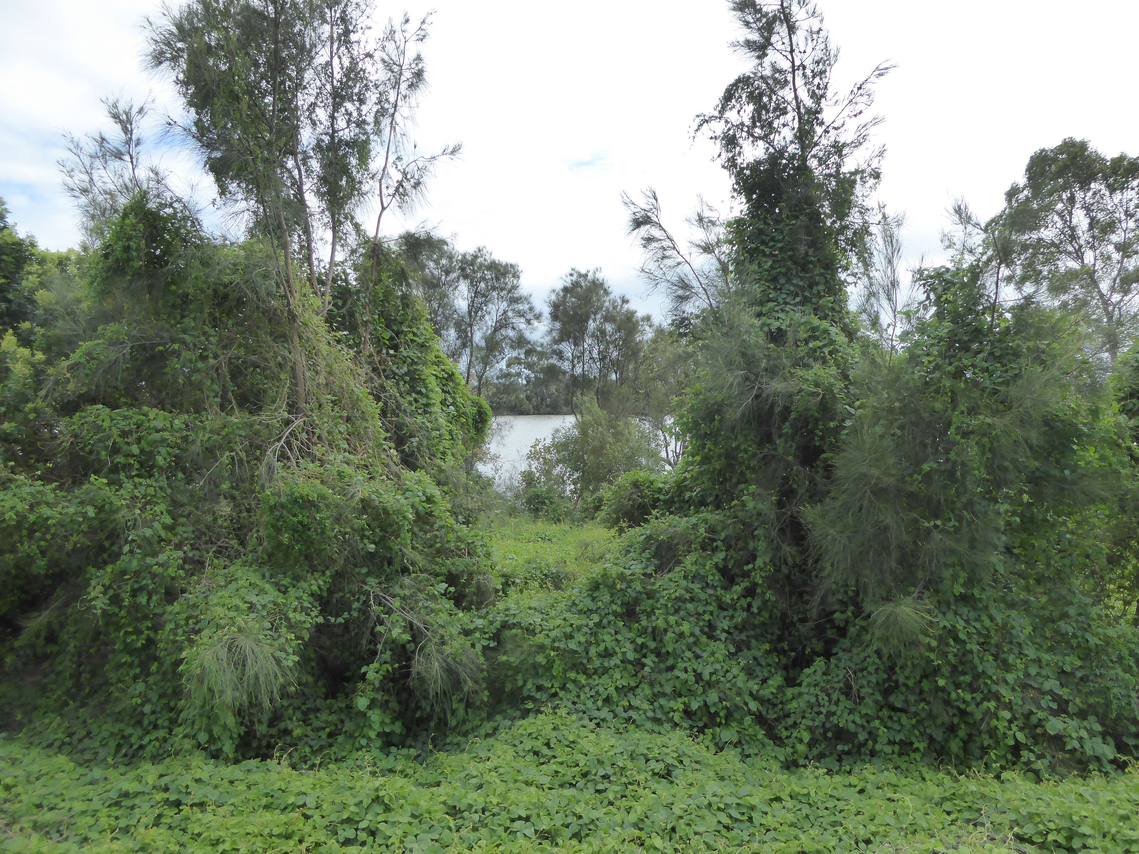 95 River Links Boulevard East, Helensvale QLD 4212, Helensvale - Thumbnail 4