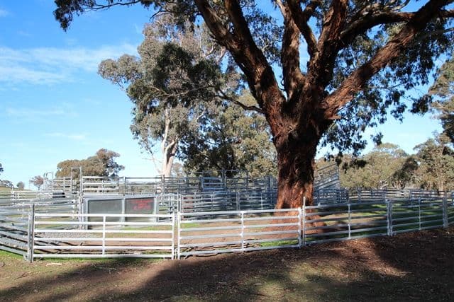 201 Gallymont Road, Mandurama NSW 2792, Mandurama - Thumbnail 6