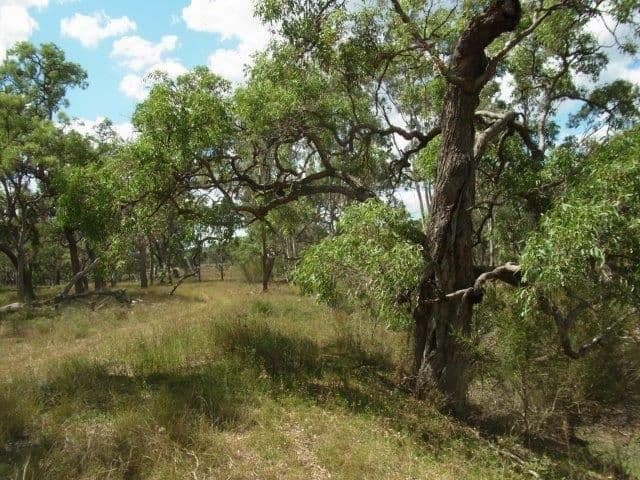 Lot 36 Leyburn Forestry Road, Thanes Creek QLD 4370, Thanes Creek - Thumbnail 3