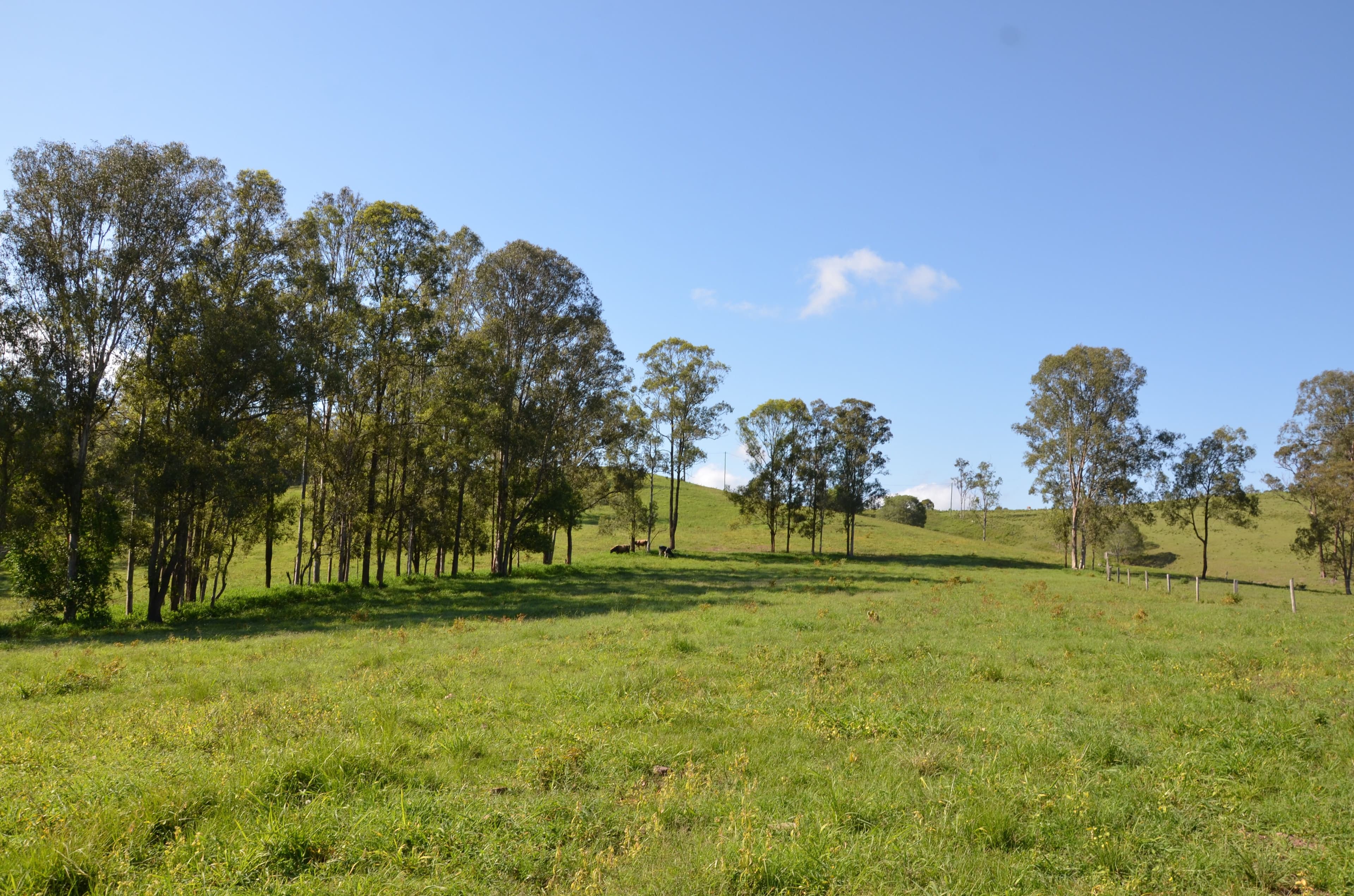 2598 Eumundi Kenilworth Road, Kenilworth QLD 4574, Kenilworth - Thumbnail 8