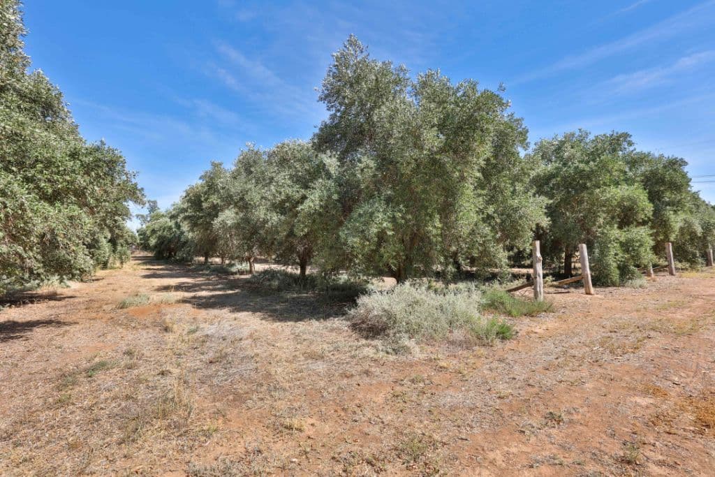 32 Rural Drive, Mildura VIC 3500, Mildura - Thumbnail 8