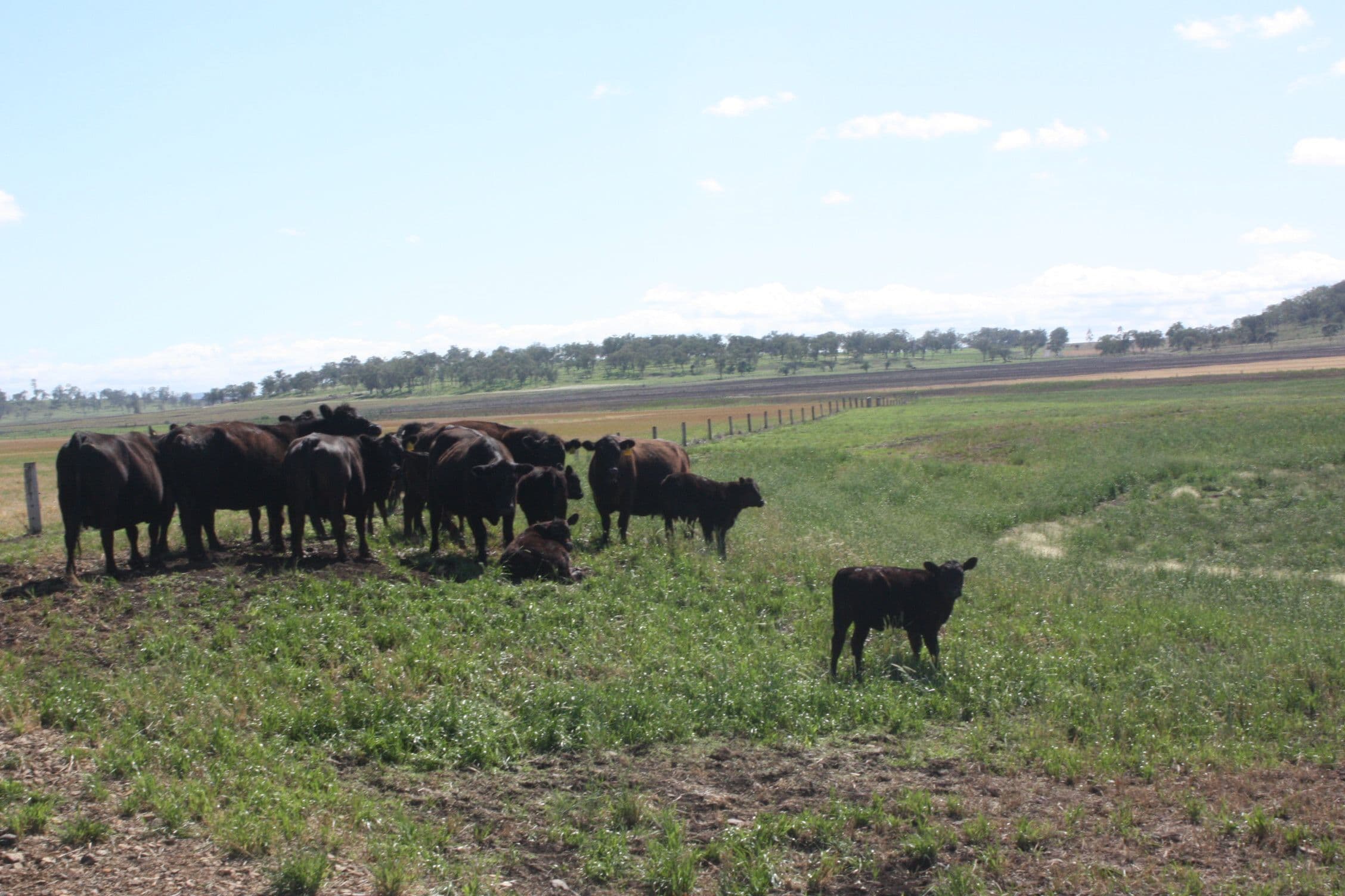 0 Richardson Road, Southbrook QLD 4363, Southbrook - Thumbnail 4