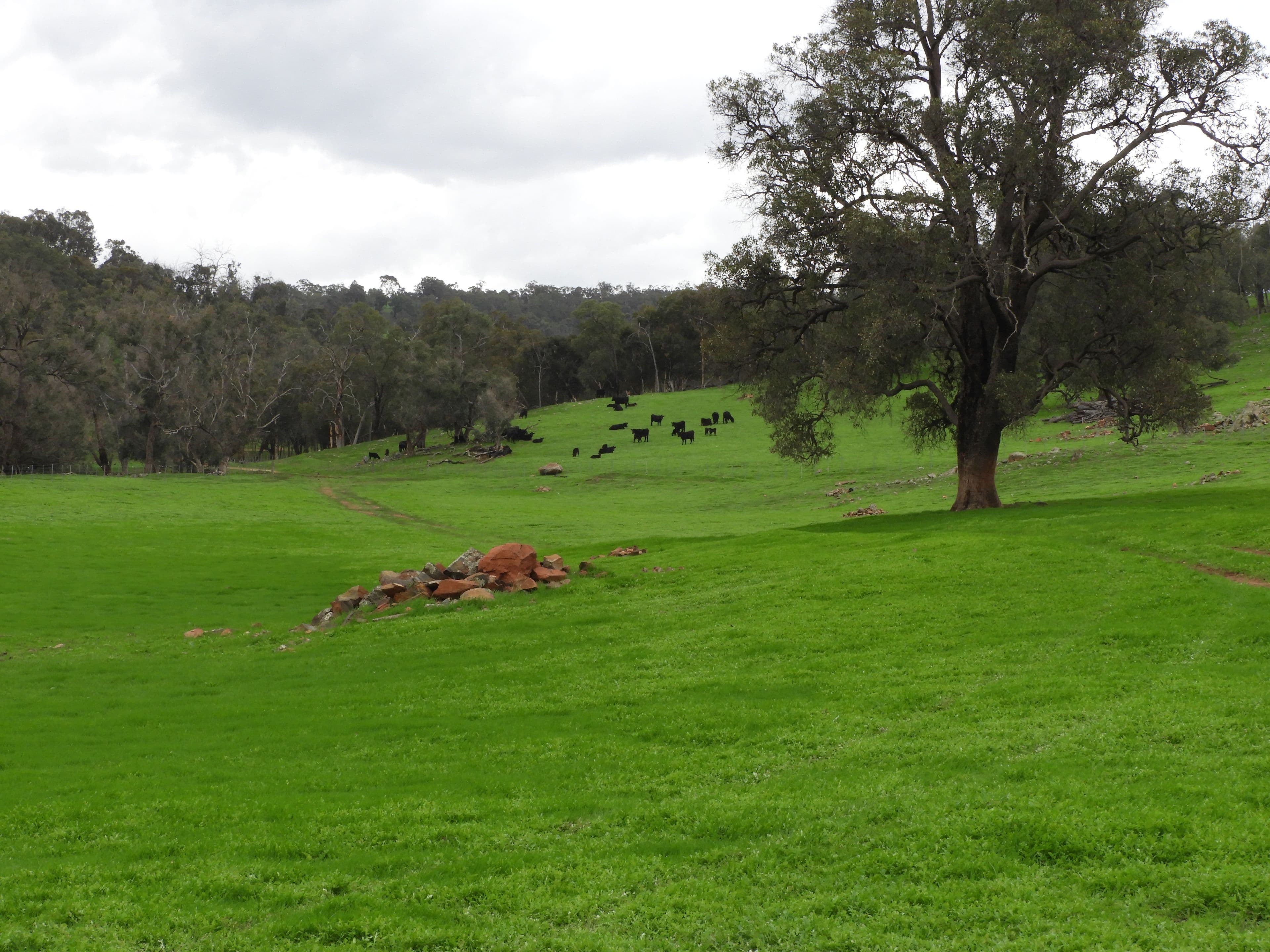 Lots 1280, 779,595,584,559,775, Lower Chittering Road, Chittering WA 6084, Chittering - Thumbnail 2