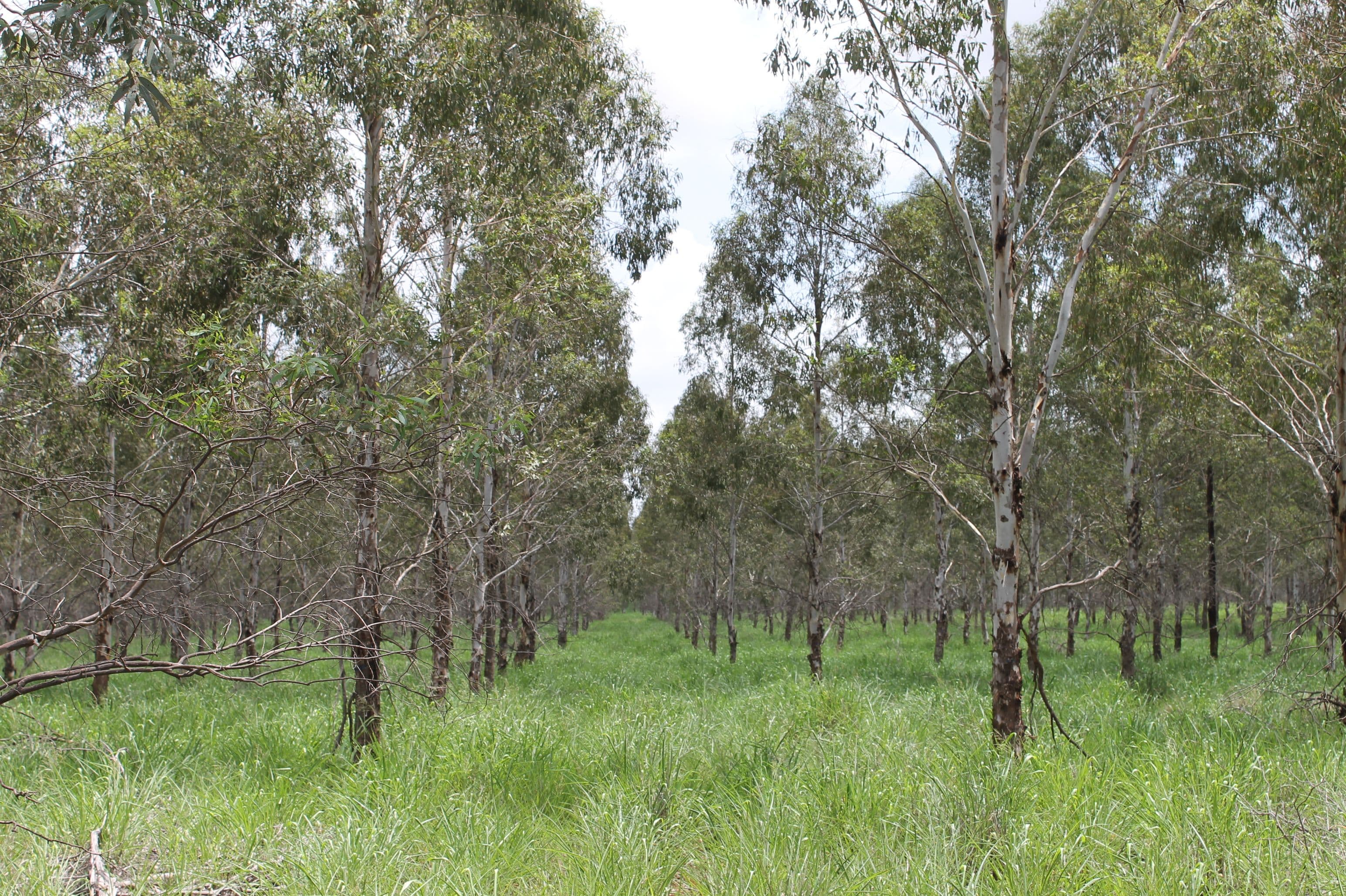 Lot 2 Ogilvy Road, Wooroolin QLD 4608, Wooroolin - Image 1