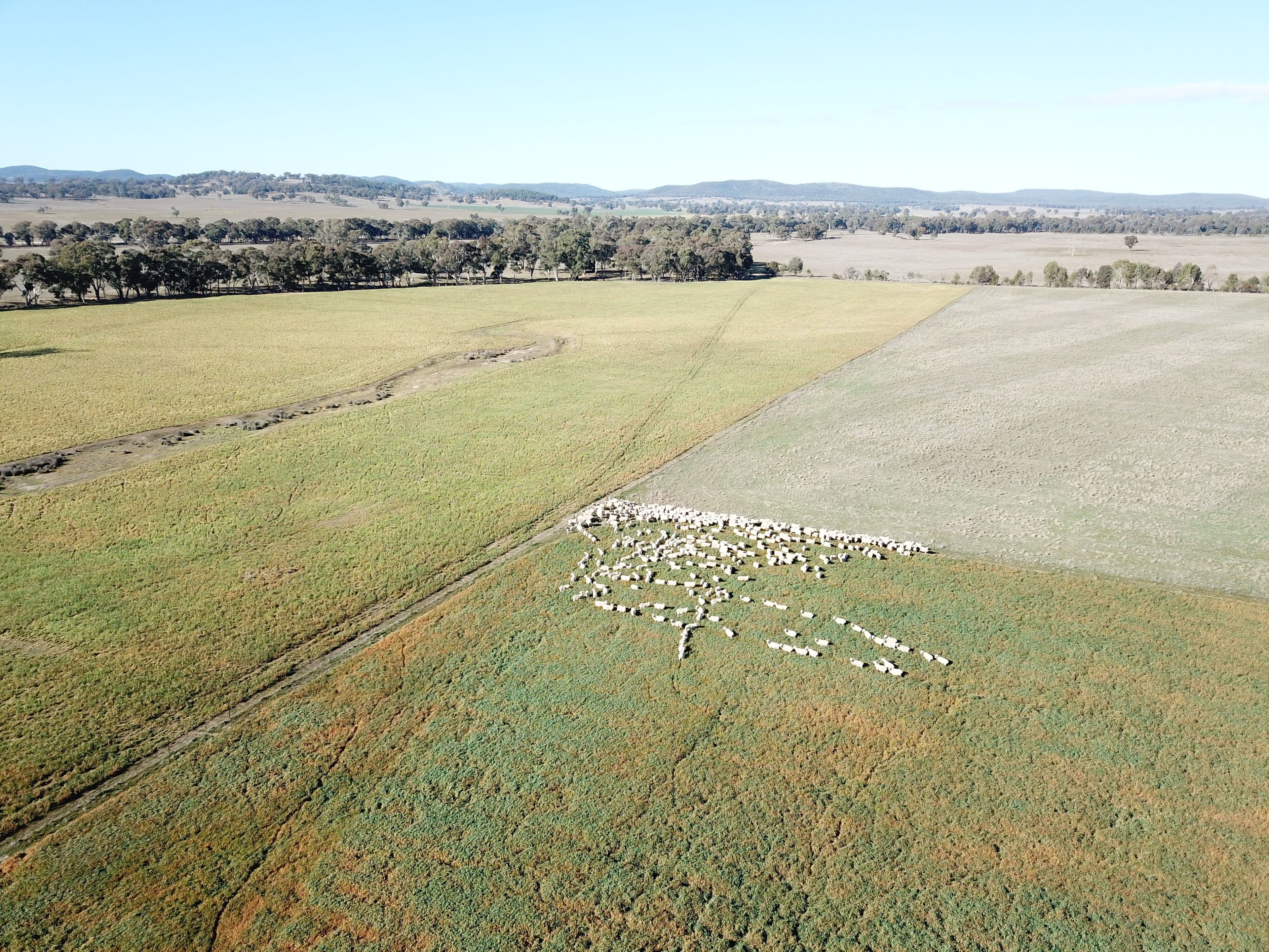 'Emrose' 6702 Renshaw McGirr Way, Baldry NSW 2867, Baldry - Thumbnail 5