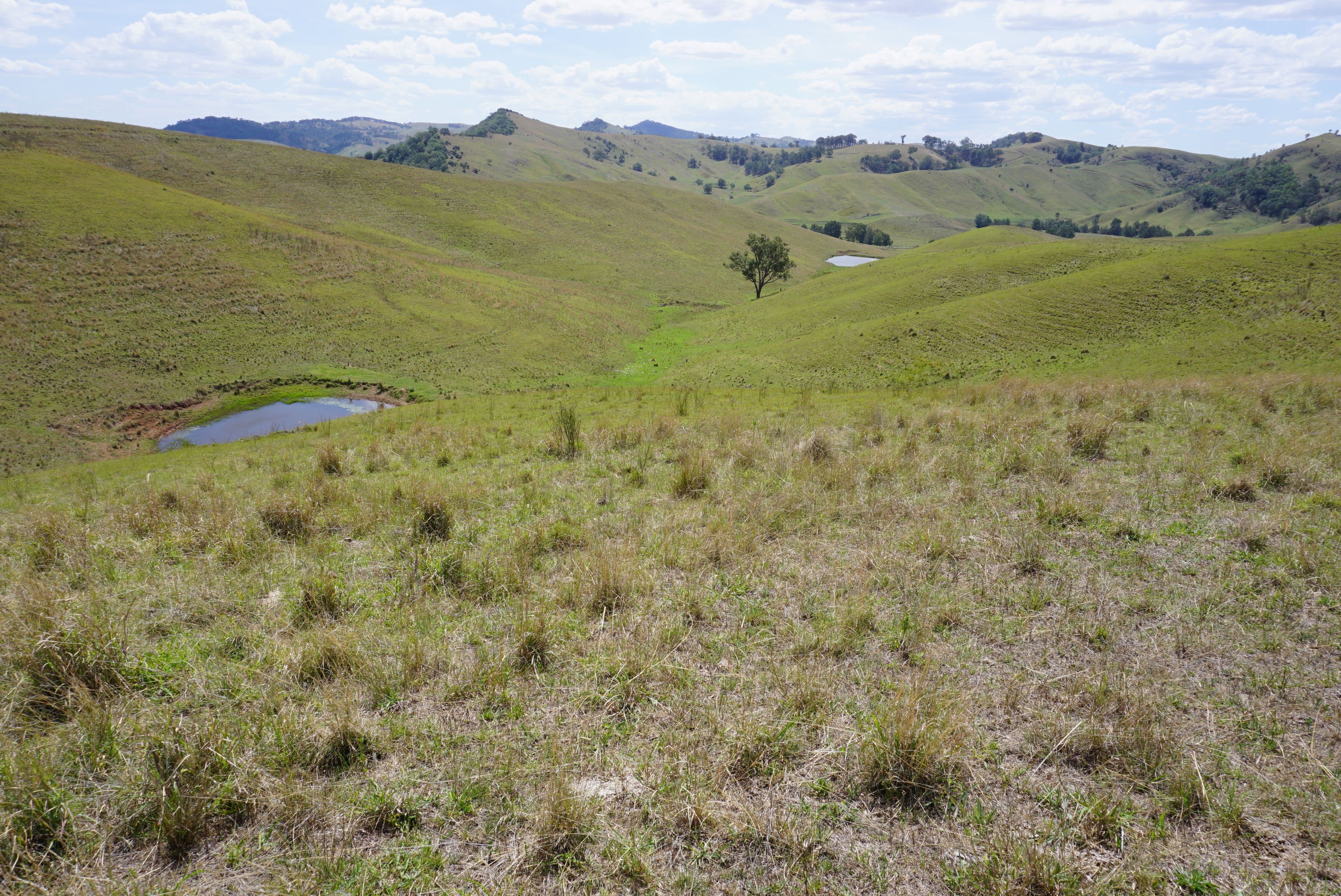 1104 Goorangoola Road, Greenlands NSW 2330, Greenlands - Thumbnail 4
