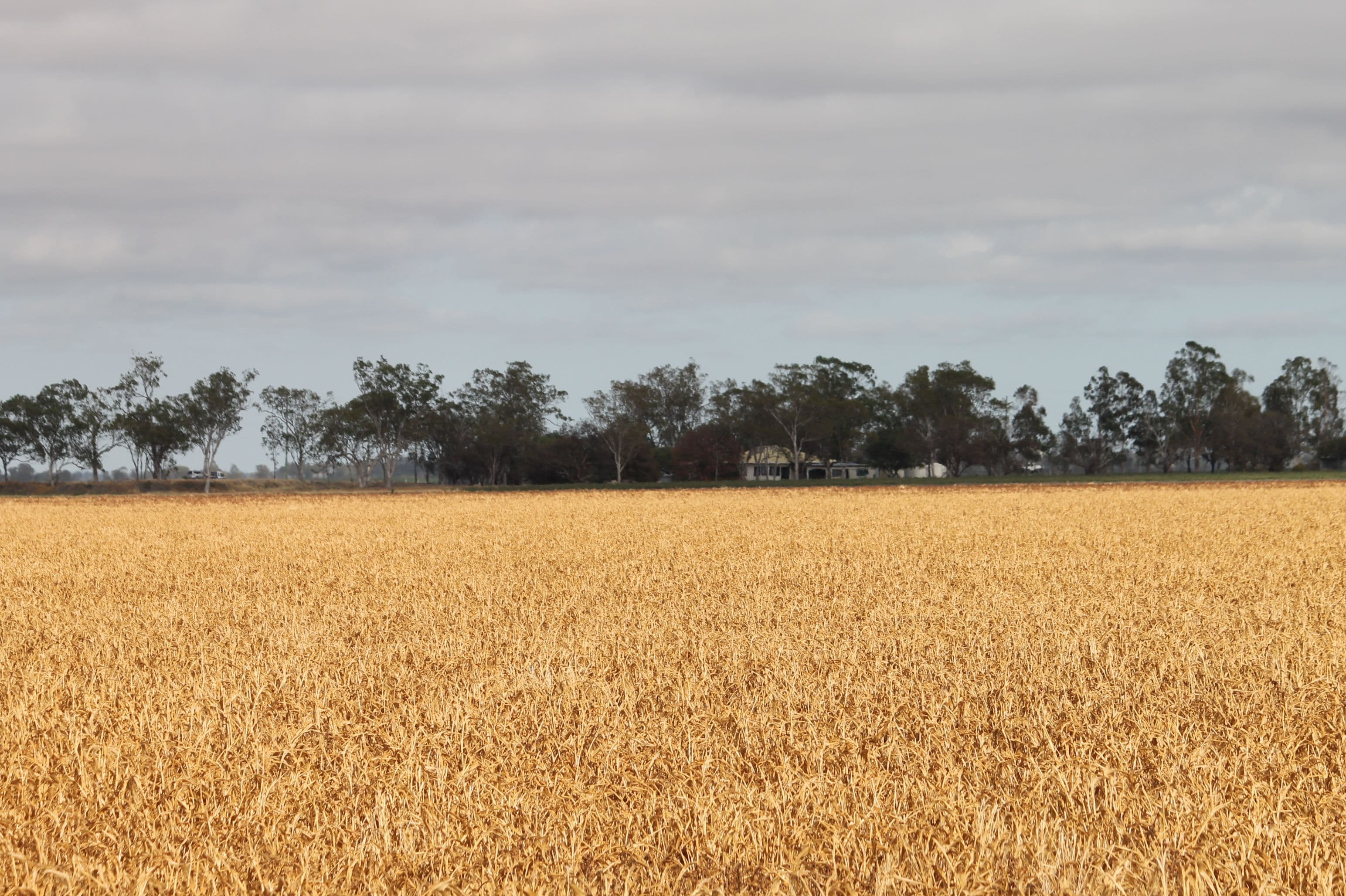 16860 Warrego Highway, Bowenville QLD 4404, Bowenville - Thumbnail 3