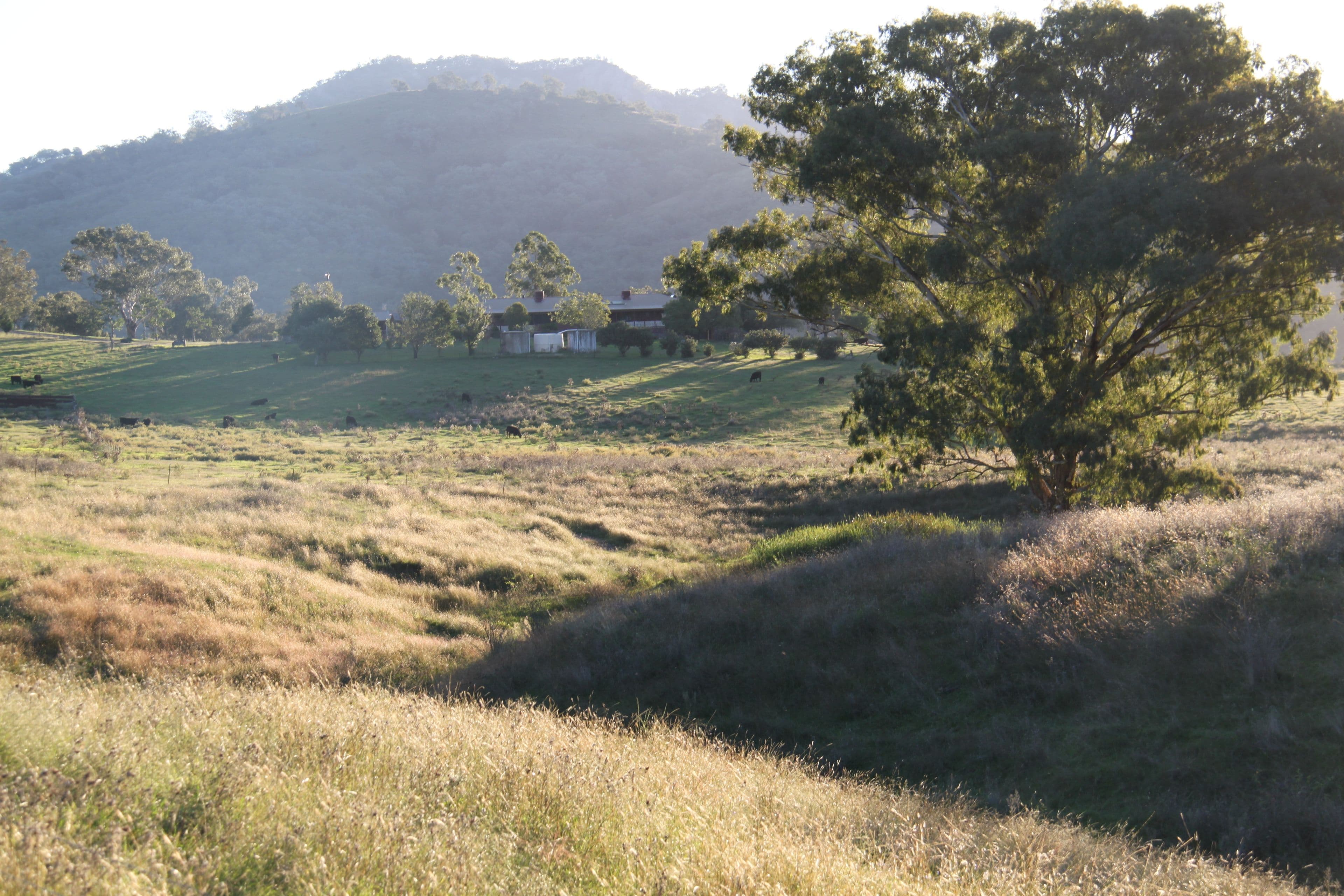 97 Woolomin Gap Road, Woolomin NSW 2340, Woolomin - Thumbnail 6