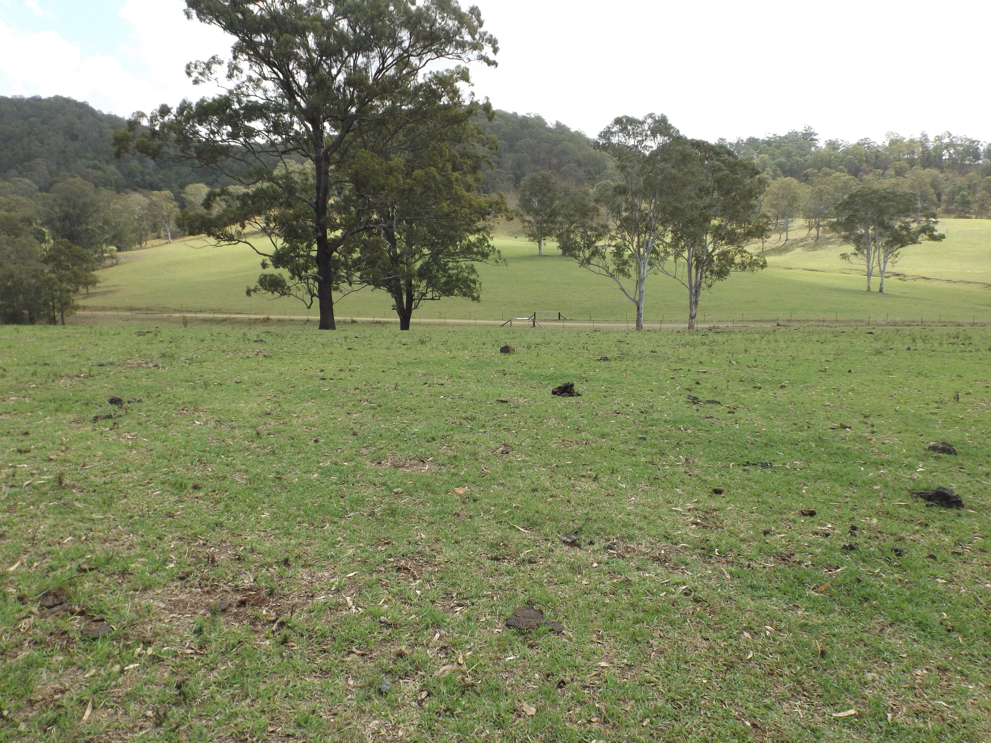 Lot 84 Lochinvar Road, Wherrol Flat NSW 2429, Wherrol Flat - Thumbnail 2