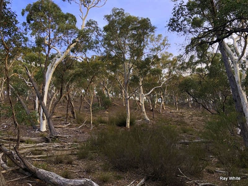 50 Stewarts Crossing Road, Braidwood NSW 2622, Braidwood - Thumbnail 3