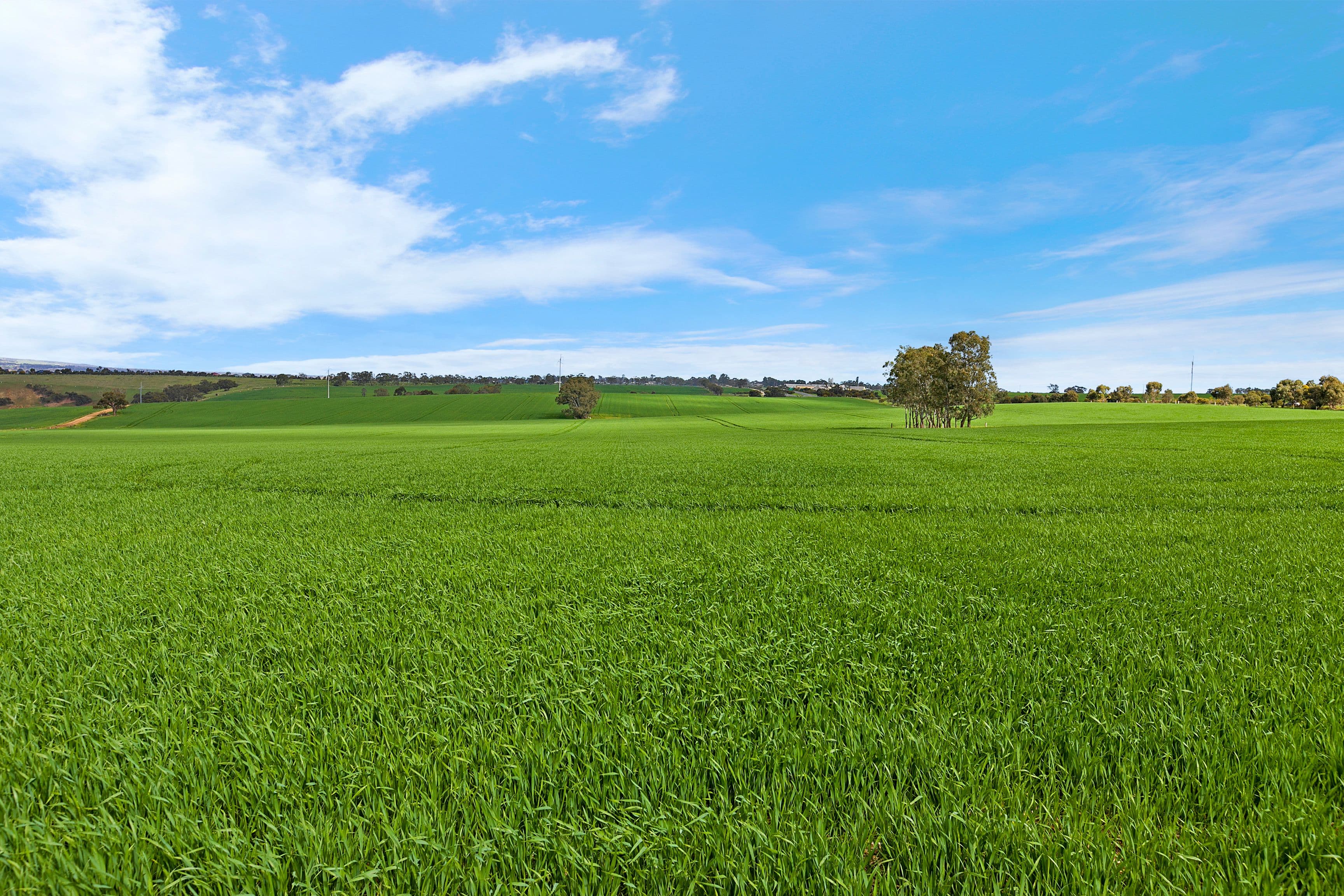 'Kingsford Block' - Lot 508 Sturt Highway, Kingsford SA 5118, Kingsford - Thumbnail 5