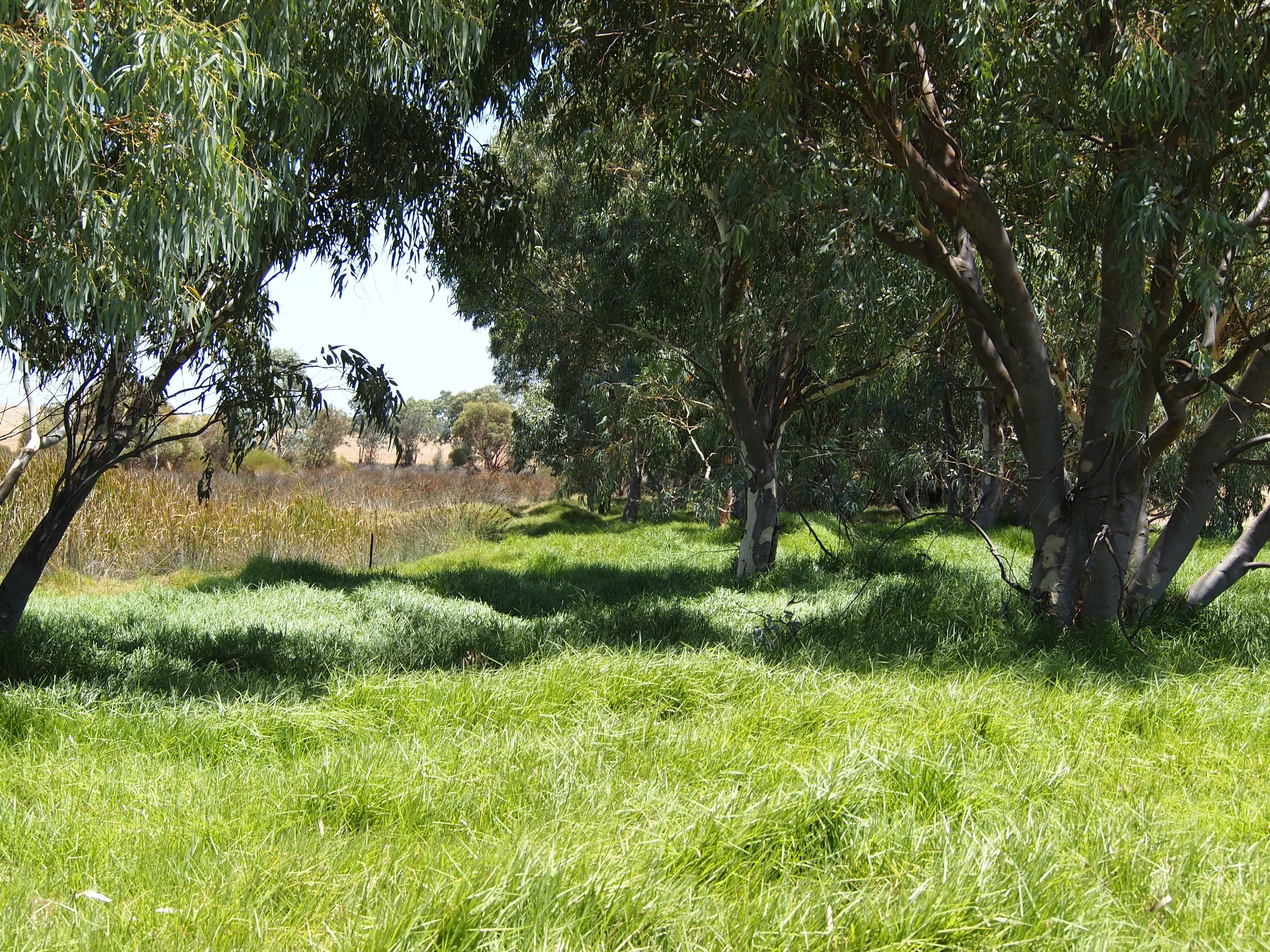 500 Dalwallinu West Road, Dalwallinu WA 6609, Dalwallinu - Thumbnail 7