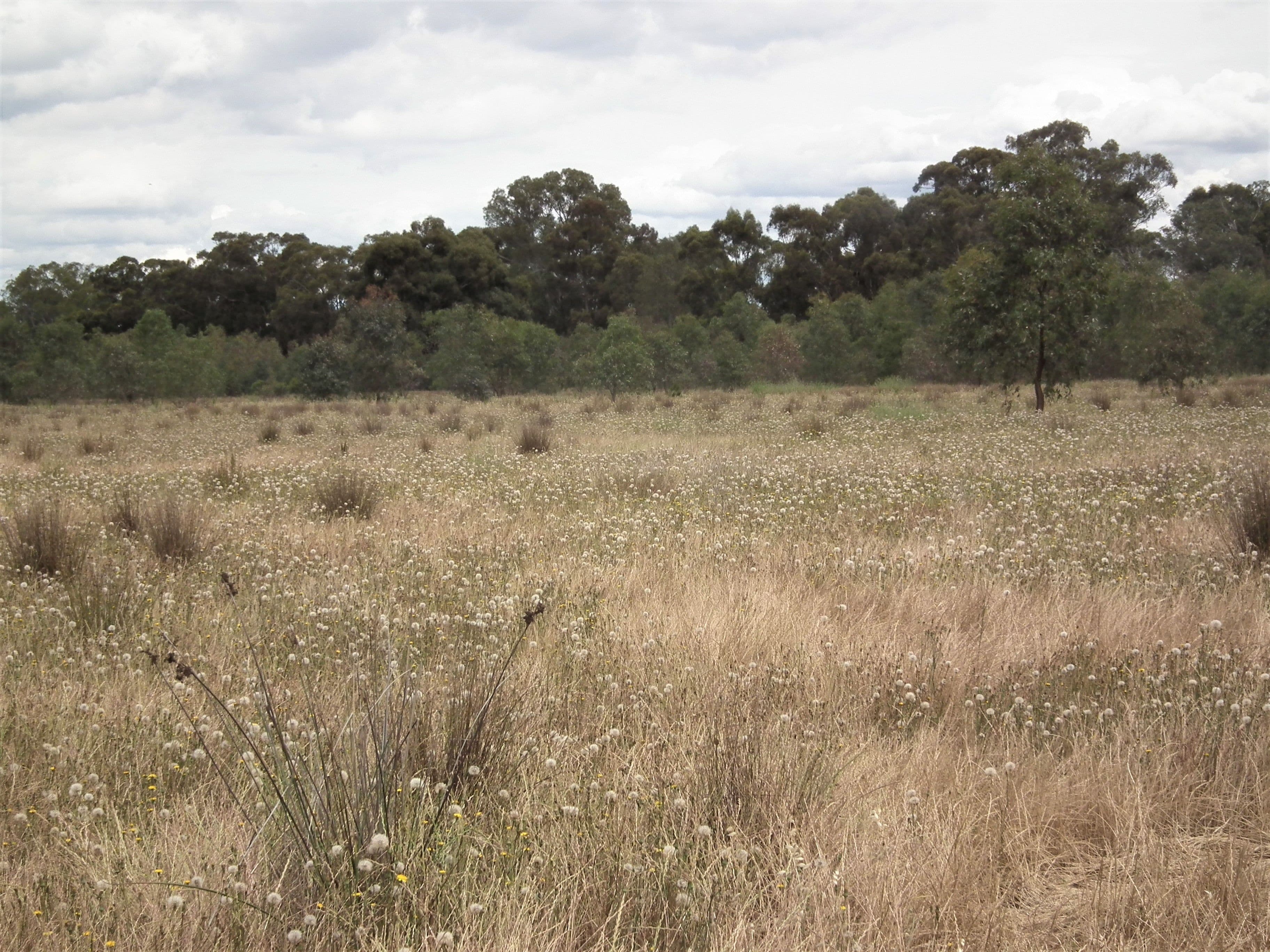 22 Wormangal-Wahring Road, Nagambie VIC 3608, Nagambie - Image 1
