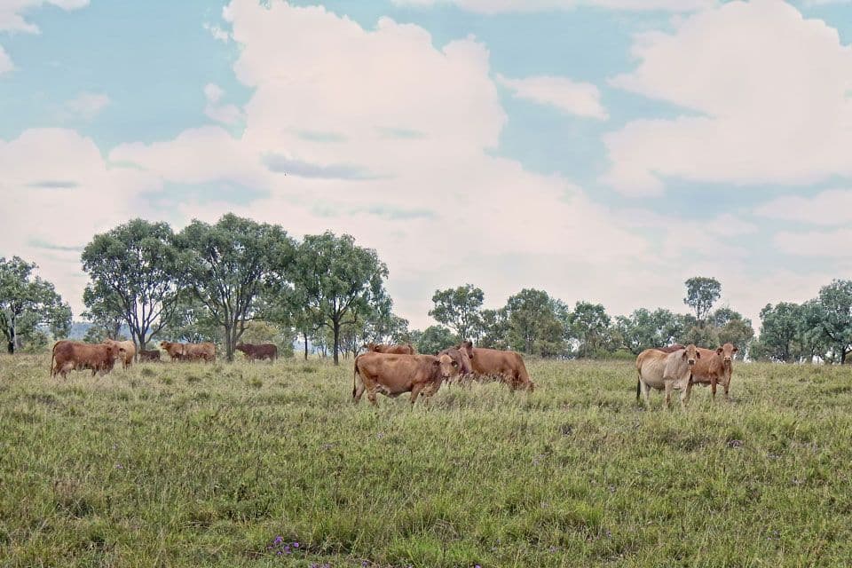 "Bardia" 2627 Baralaba-Rannes Road, BARALABA QLD 4702, Baralaba - Thumbnail 2