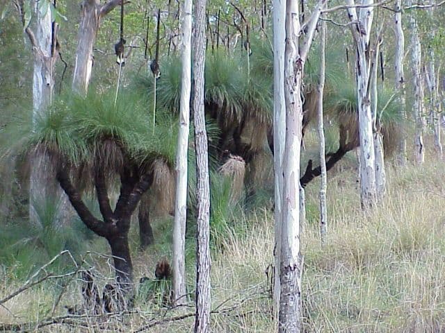 Carrowbrook NSW 2330, Carrowbrook - Thumbnail 8