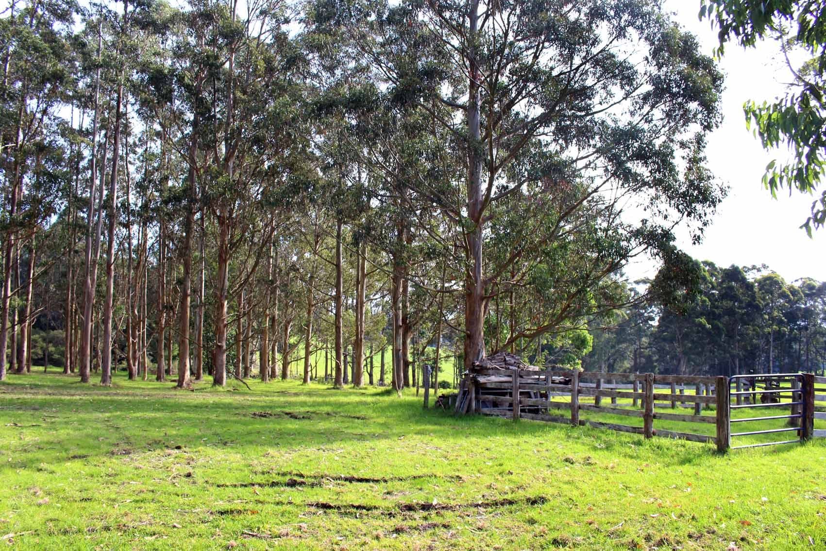 31 Pittam Way, Denmark WA 6333, Denmark - Thumbnail 6