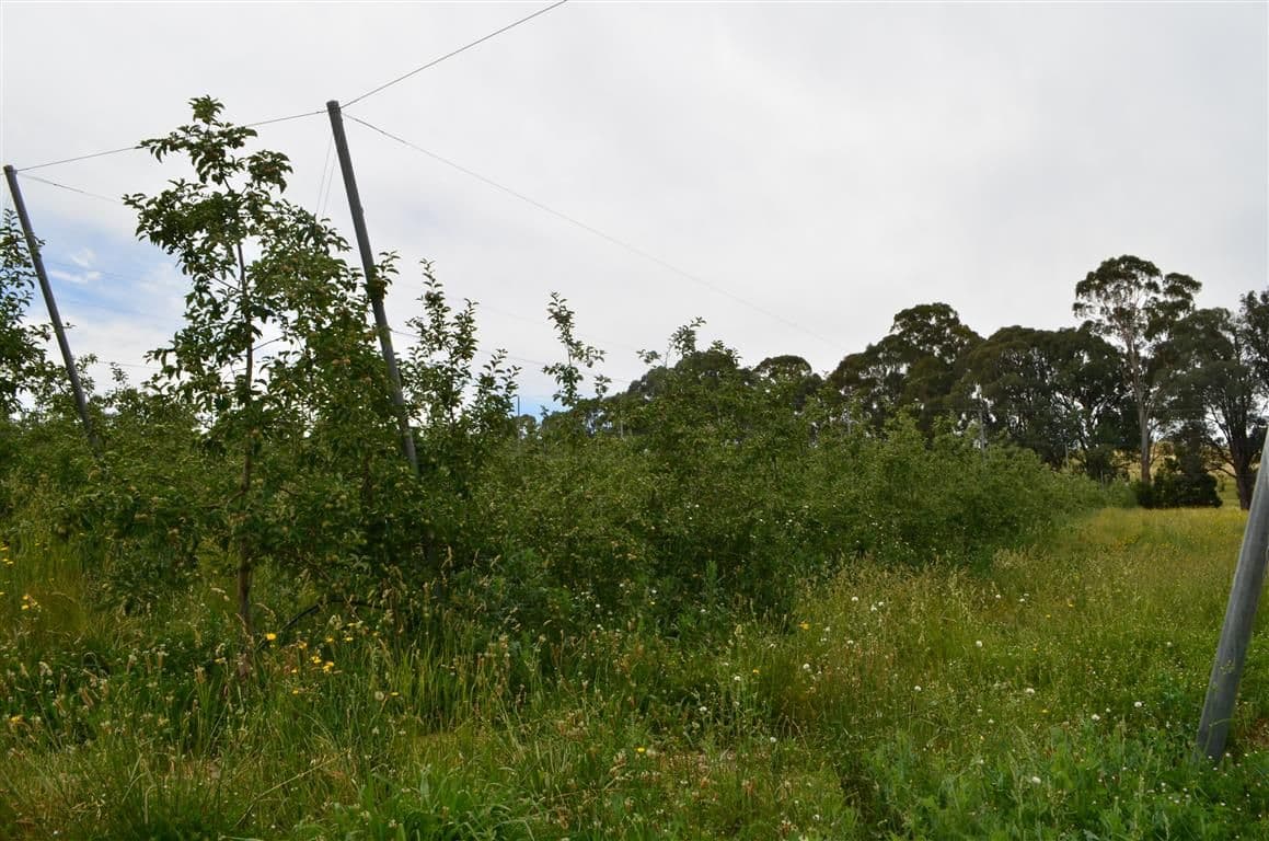 00 'Muttaroo' Mines Road, BATLOW NSW 2730, Batlow - Thumbnail 6
