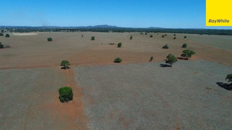 The Ranch Grassmere Road, CONDOBOLIN NSW 2877, Condobolin - Thumbnail 7