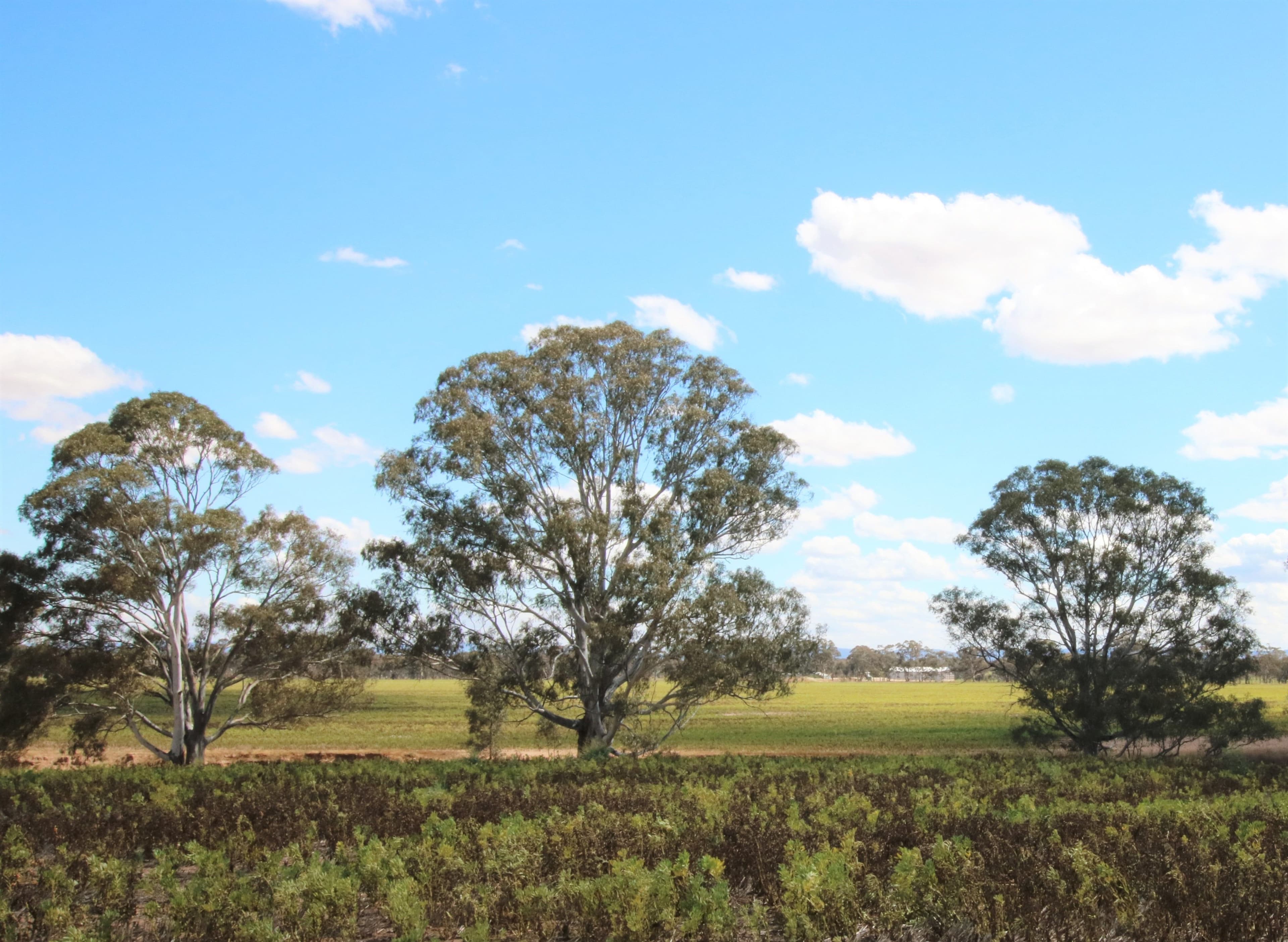 2665 Avoca Bealiba Road, Archdale VIC 3475, Archdale - Thumbnail 8