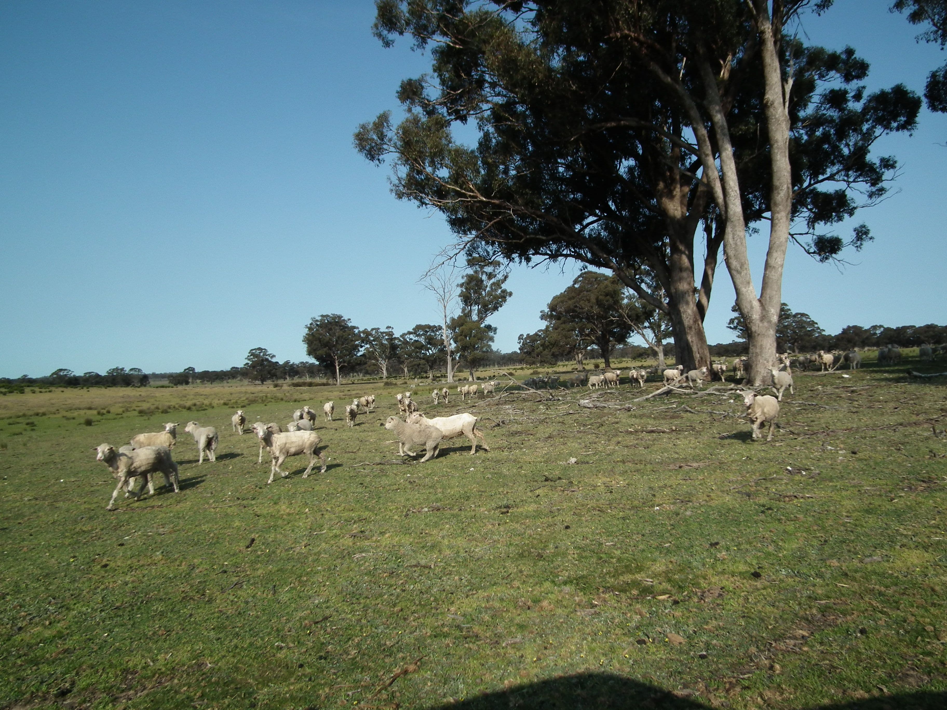 "Dwyers" Snipey Road, KIRWANS BRIDGE VIC 3608, Kirwans Bridge - Image 1