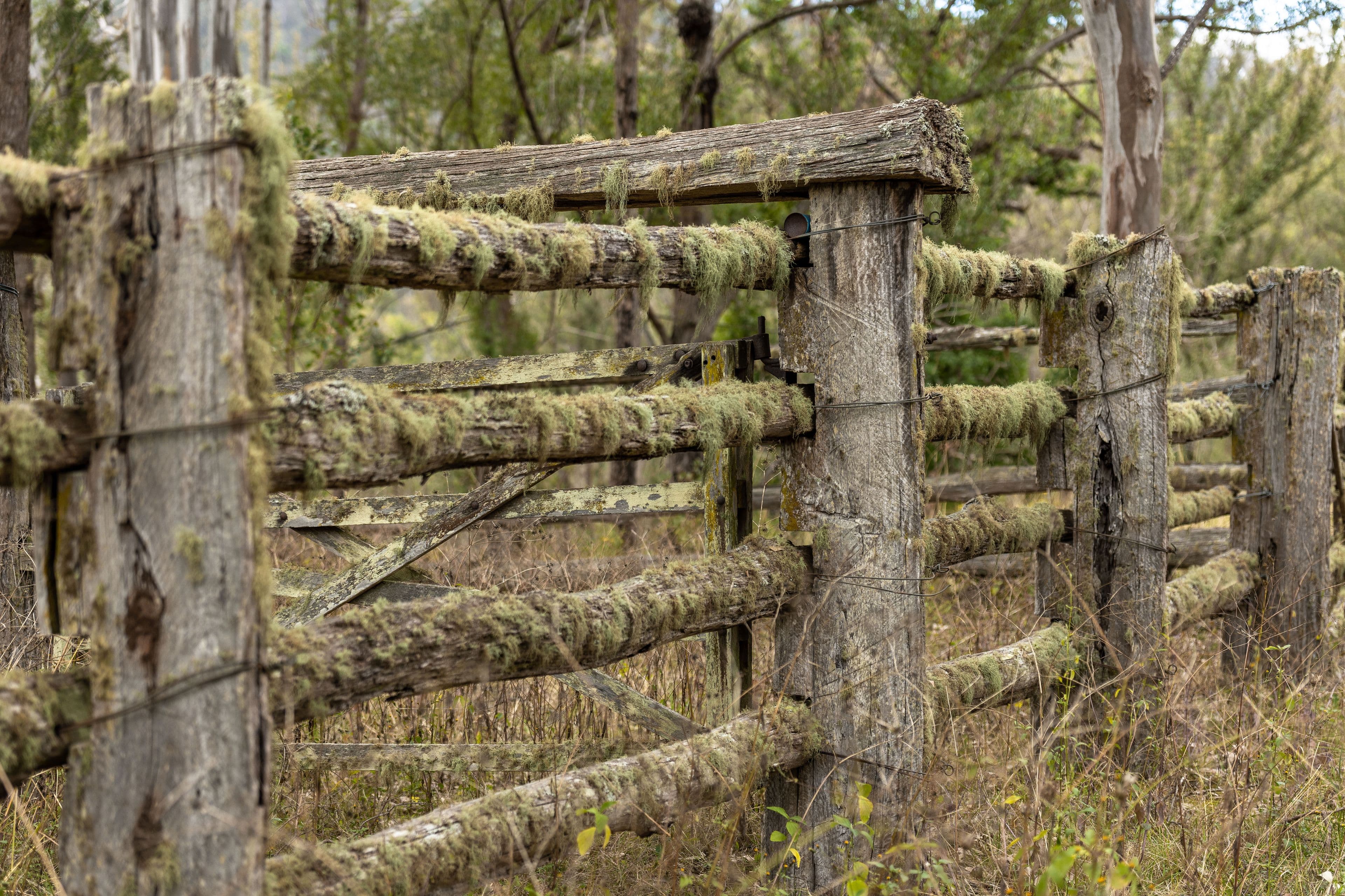 Lot 88 Country Estates, Enfield Range Road, Cells River NSW 2424, Cells River - Thumbnail 8