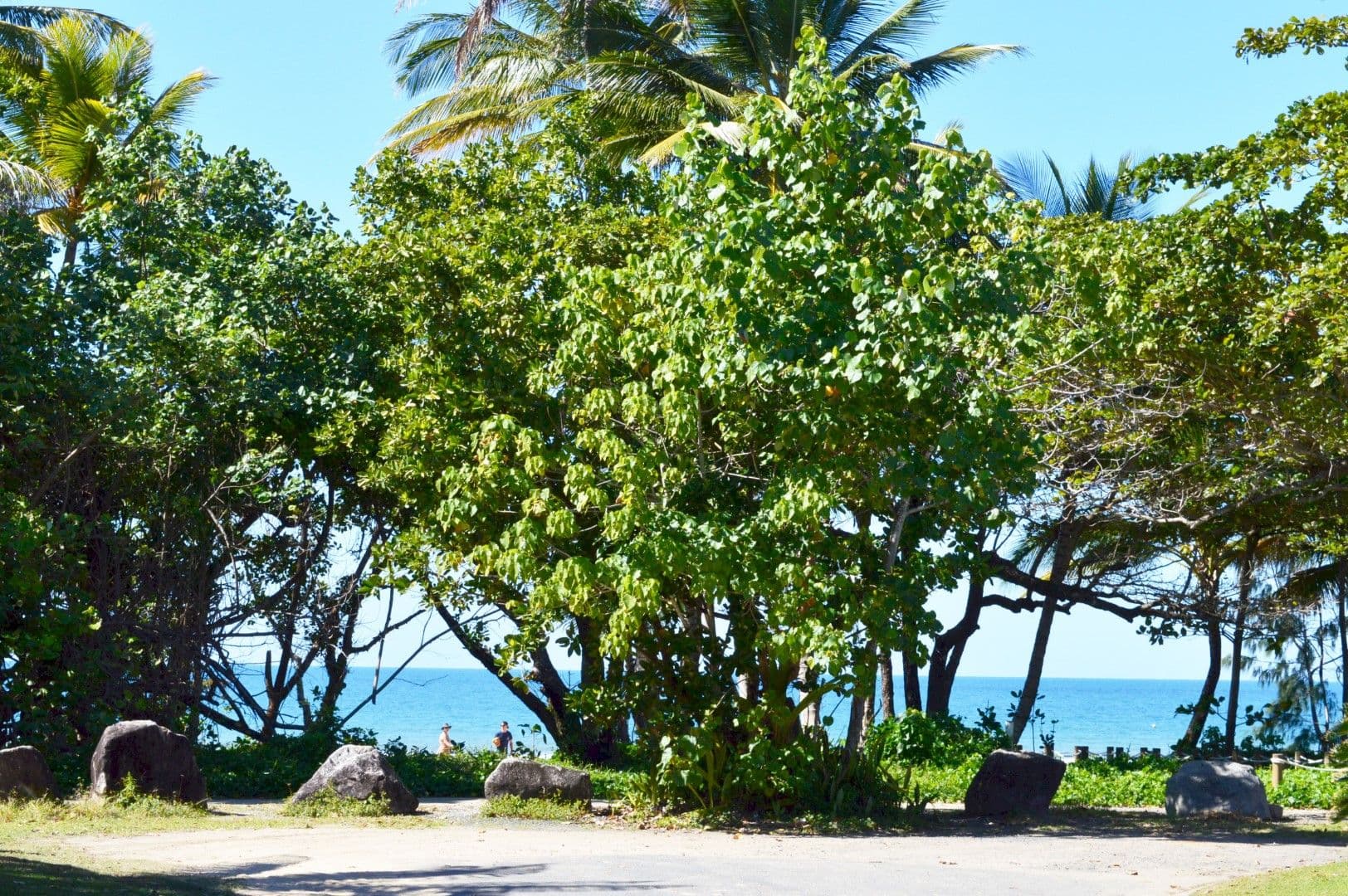 19 Donkin Lane, Mission Beach QLD 4852, Mission Beach - Thumbnail 4