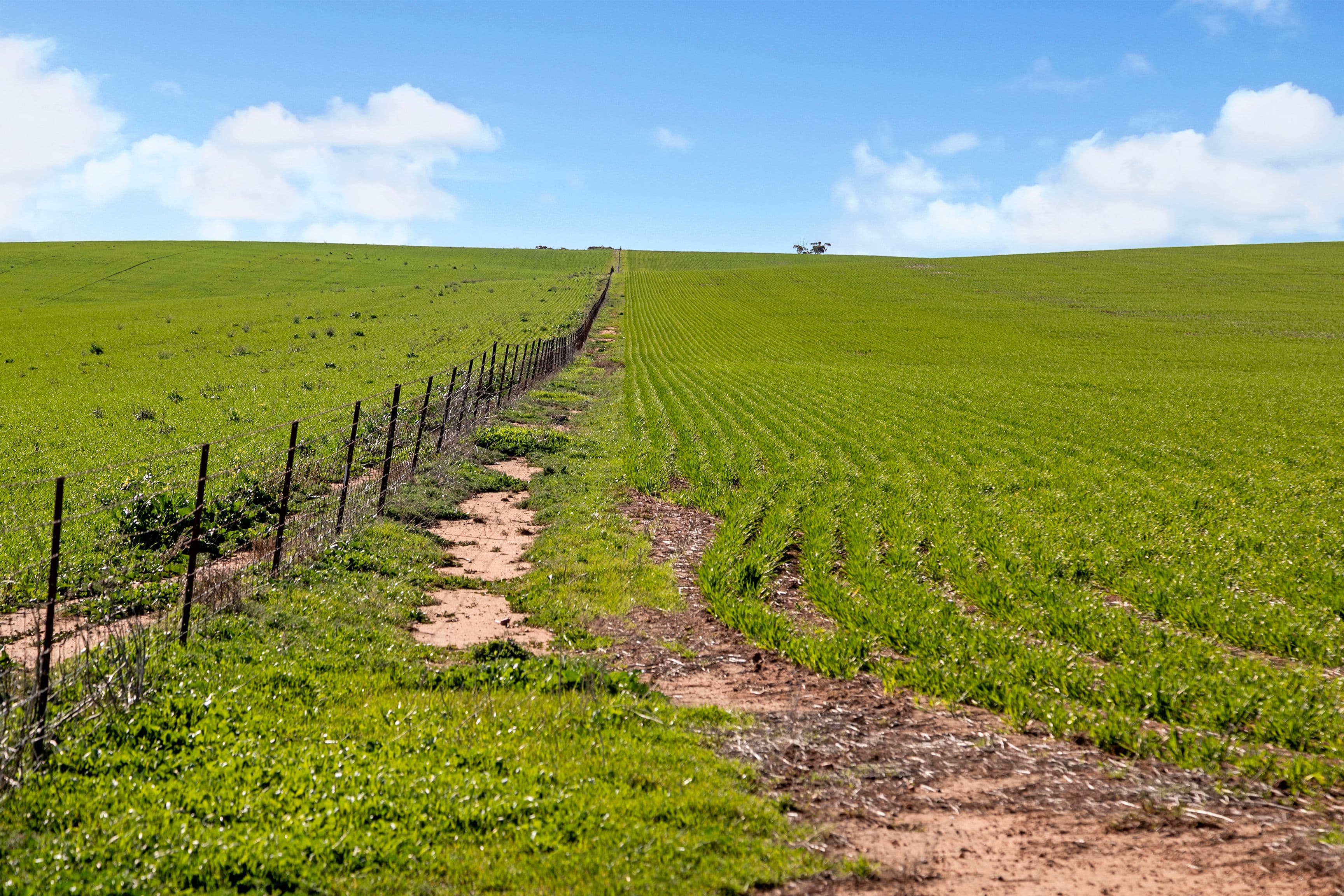 'Allanbie' Pipeline Road, Nantawarra SA 5550, Nantawarra - Thumbnail 7