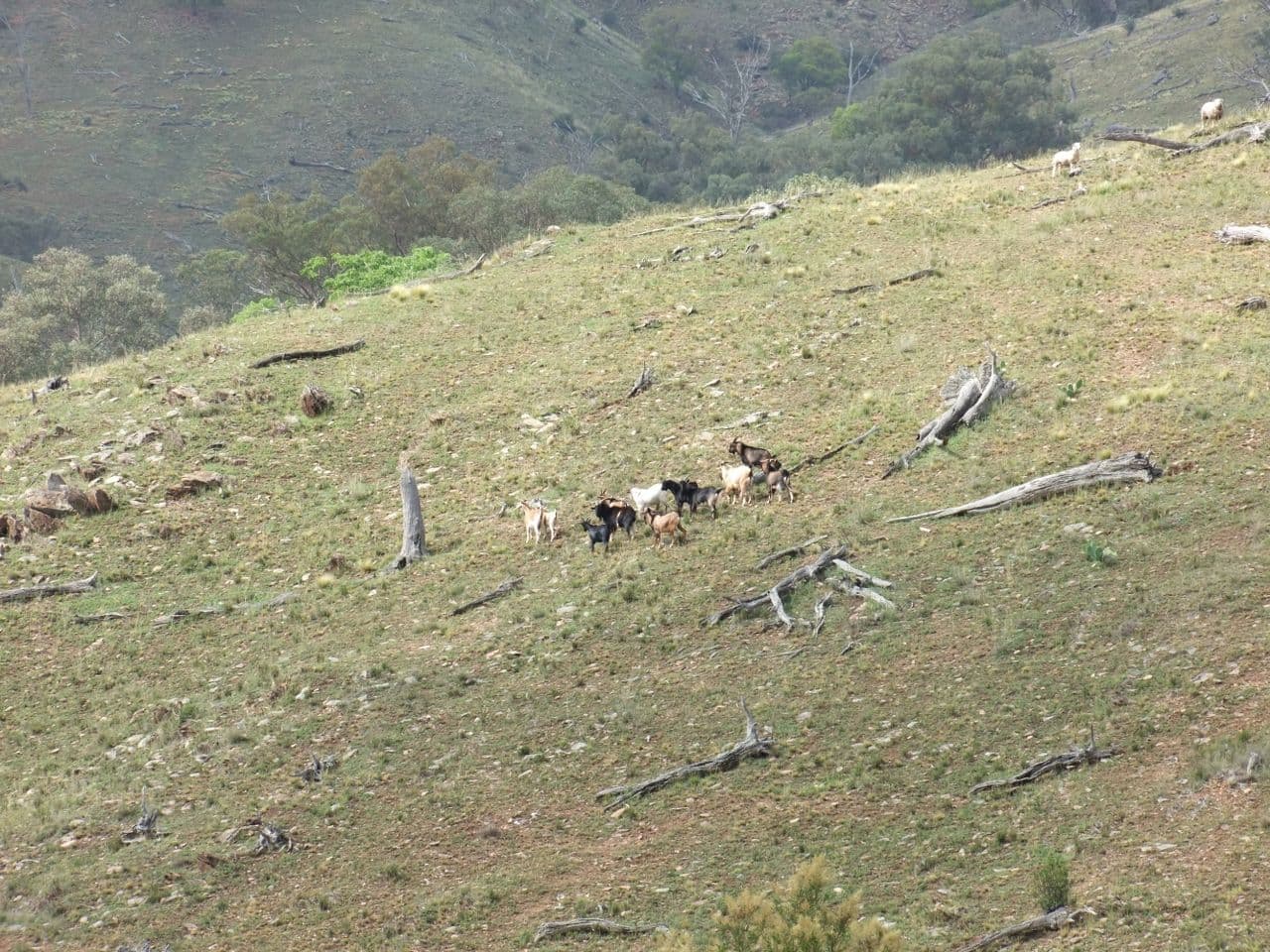 212 Quartz Ride Road, Turondale NSW 2795, Turondale - Thumbnail 8