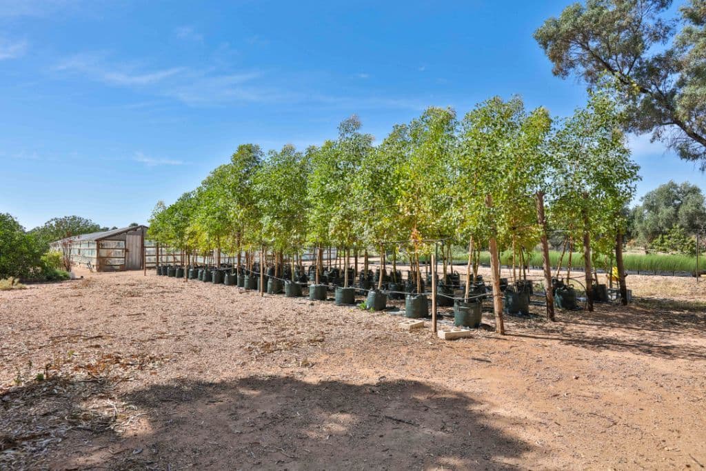 32 Rural Drive, Mildura VIC 3500, Mildura - Thumbnail 4