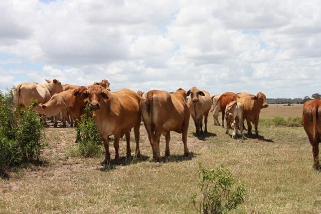 Jambin QLD 4702, Jambin - Thumbnail 4