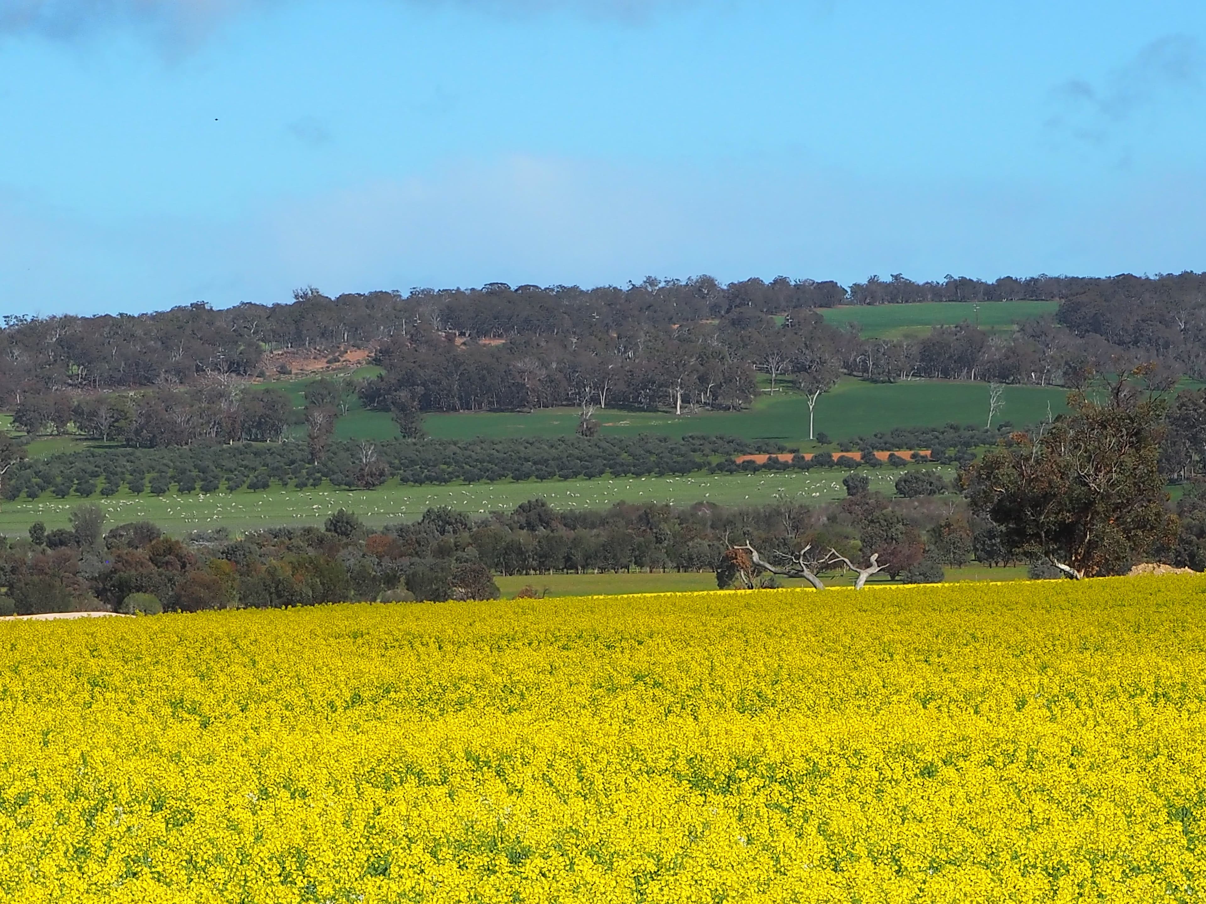Tarwilli Collie-Changerup Road, Kojonup WA 6395, Kojonup - Thumbnail 4