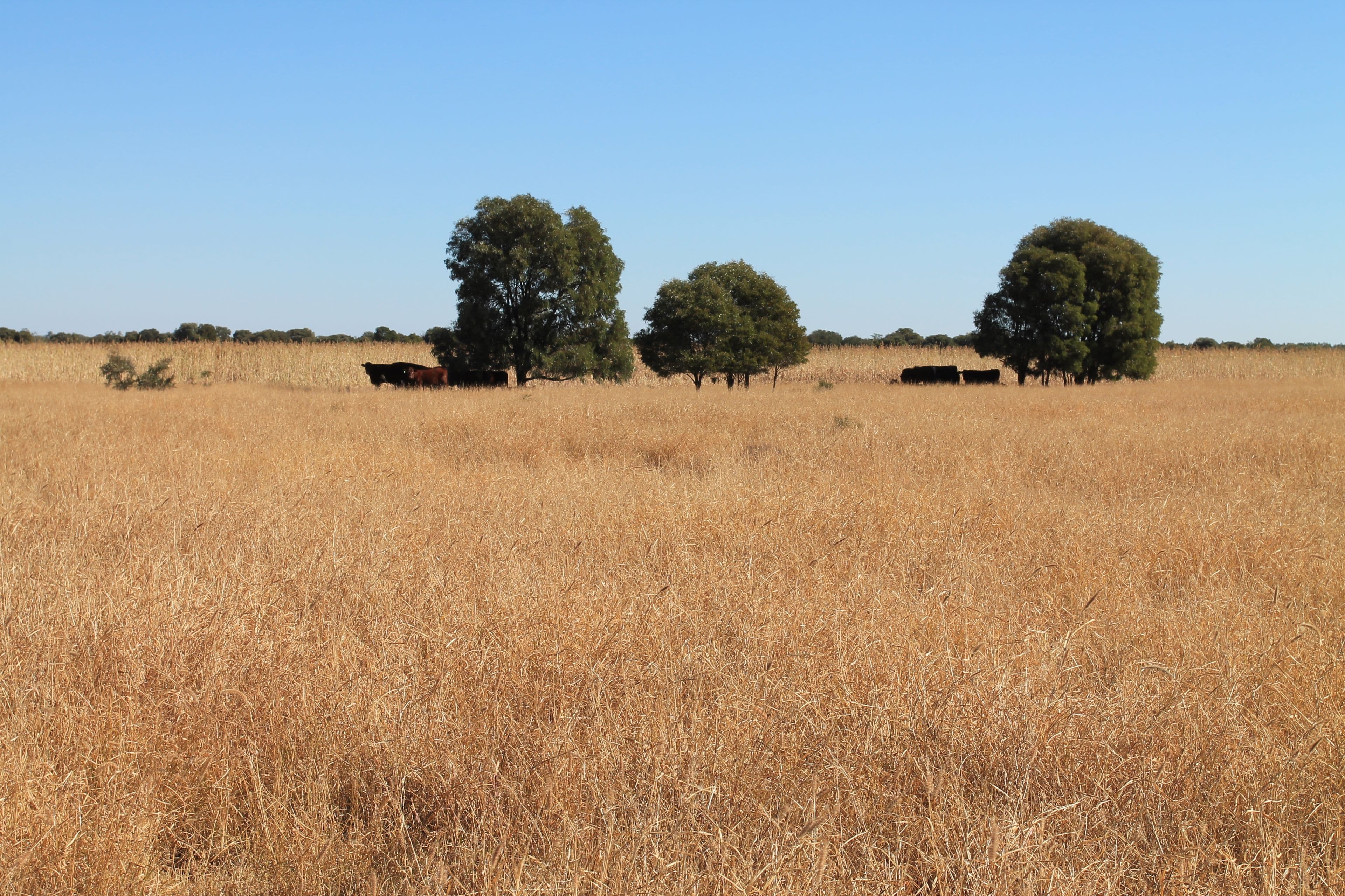Condamine QLD 4416, Condamine - Thumbnail 4