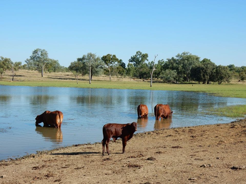 "Bardia" 2627 Baralaba-Rannes Road, BARALABA QLD 4702, Baralaba - Thumbnail 3