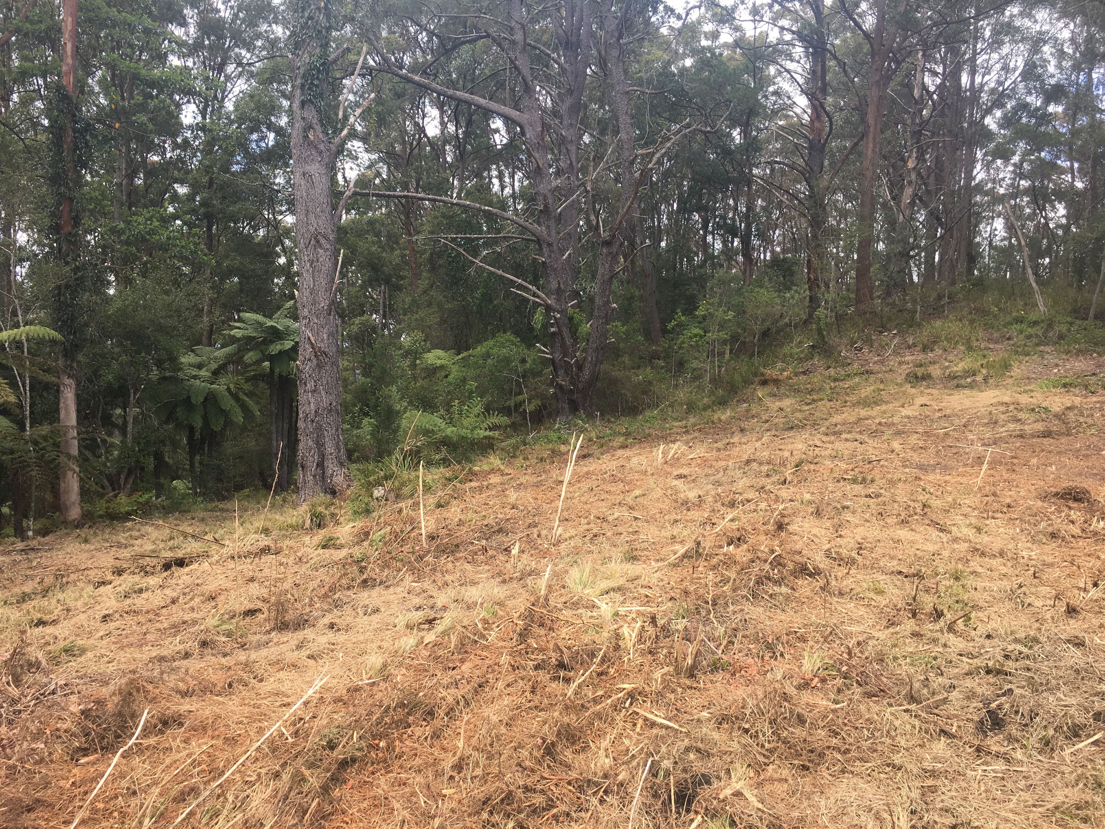 82a Mount Street Dundurrabin, Dorrigo NSW 2453, Dorrigo - Thumbnail 4