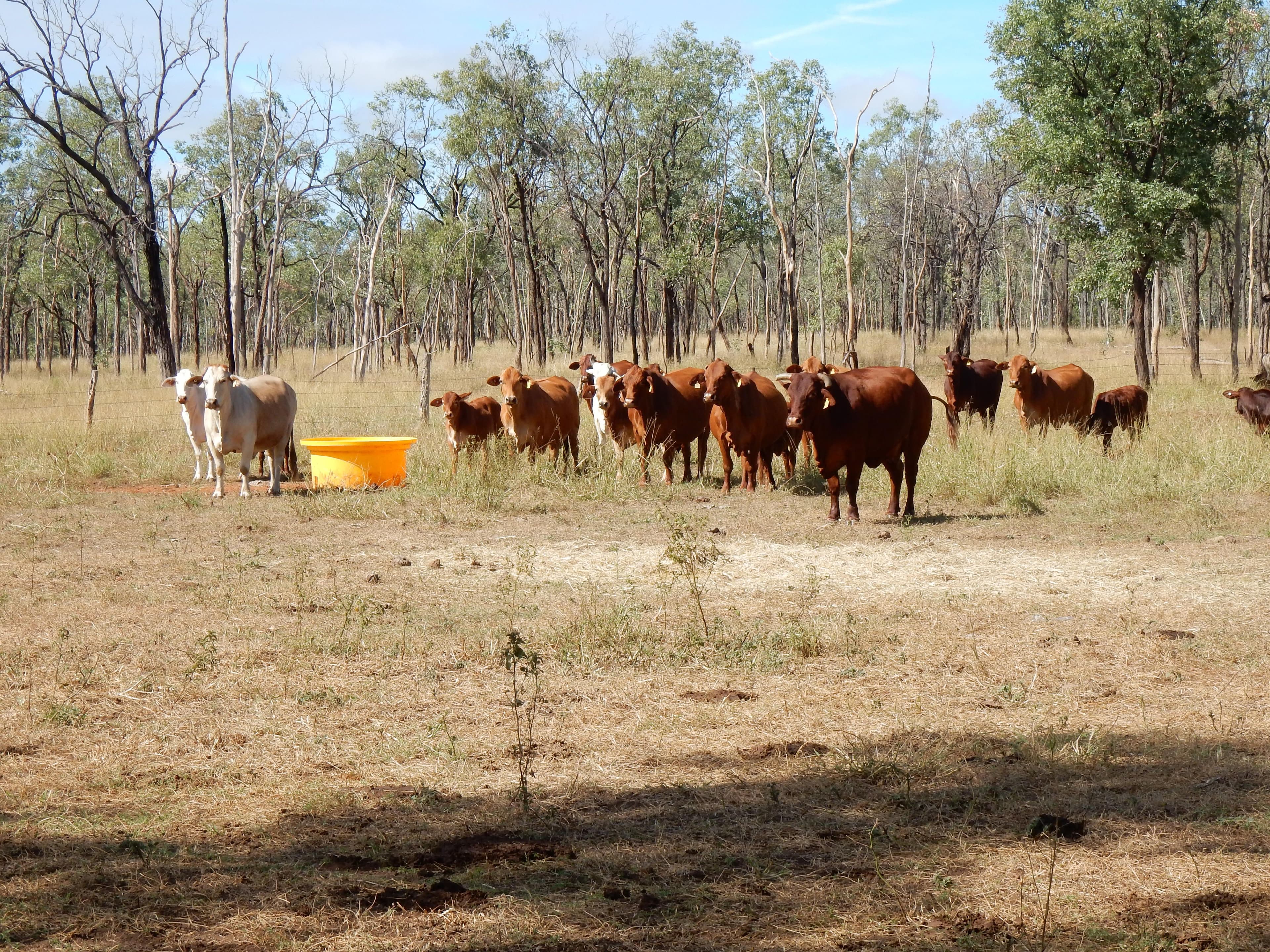 Thangool QLD 4716, Thangool - Thumbnail 6