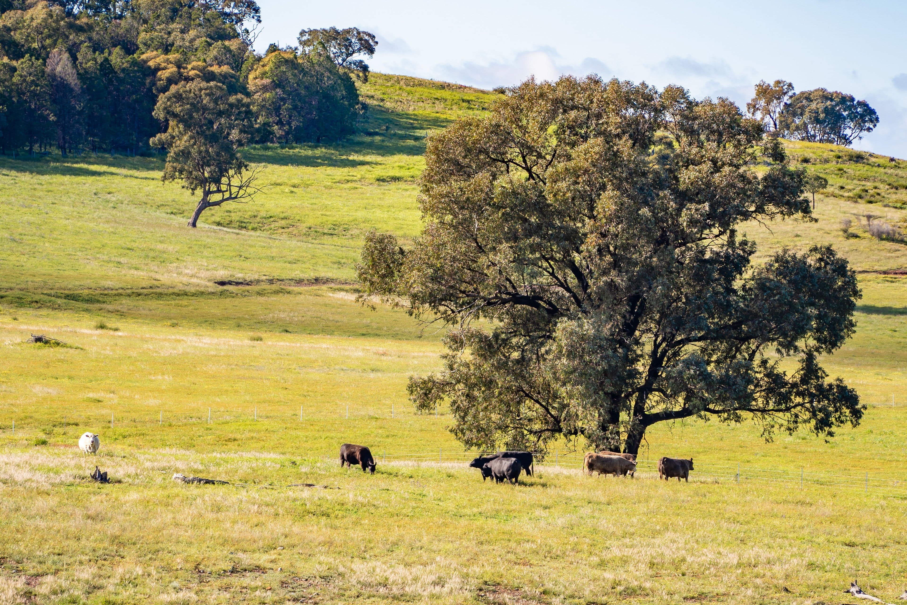 Jayton North' Fragar Road, COWRA NSW 2794, Cowra - Thumbnail 4