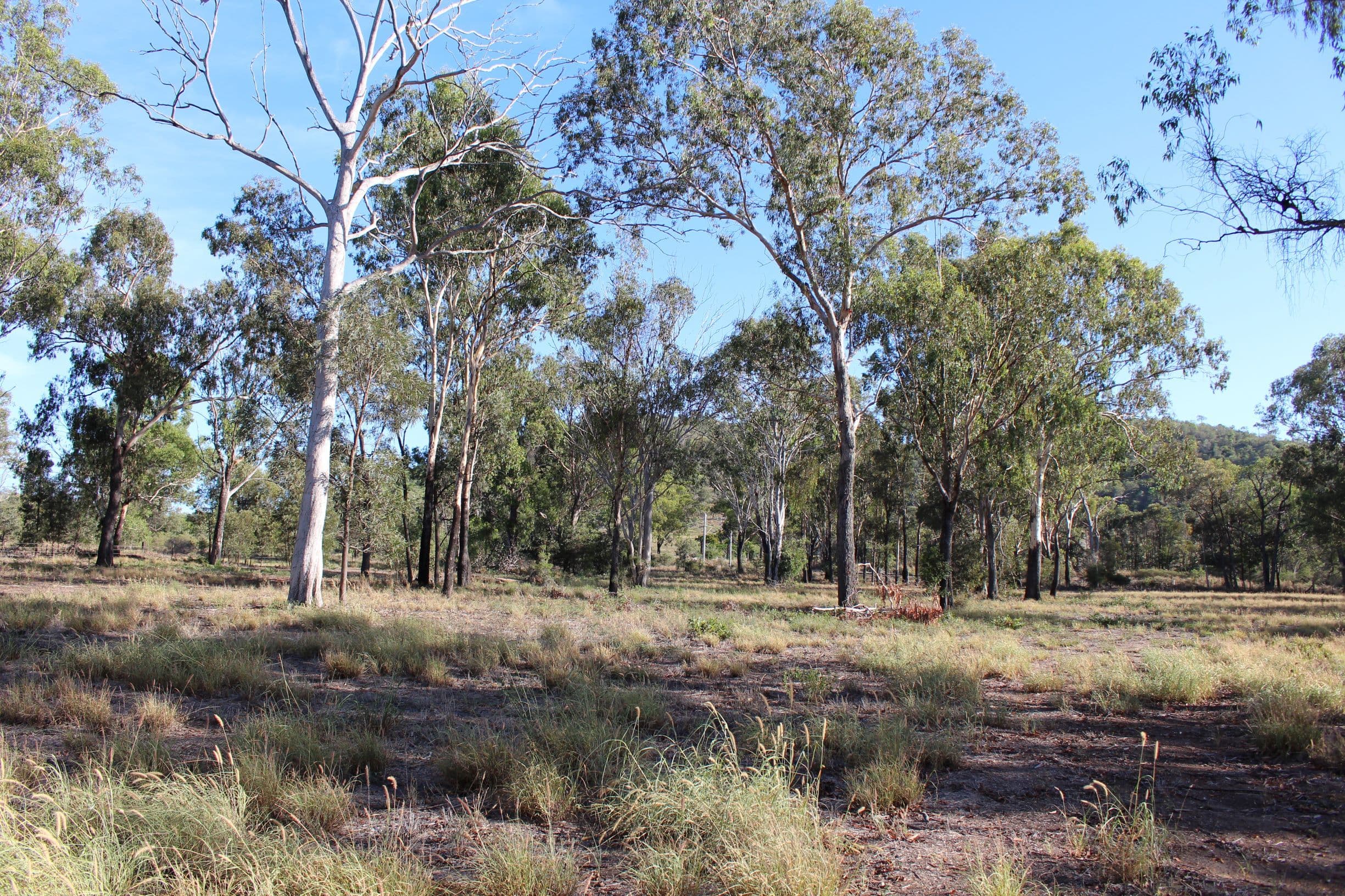 Lot 171 Bruce Highway, MARMOR QLD 4702, Marmor - Thumbnail 6