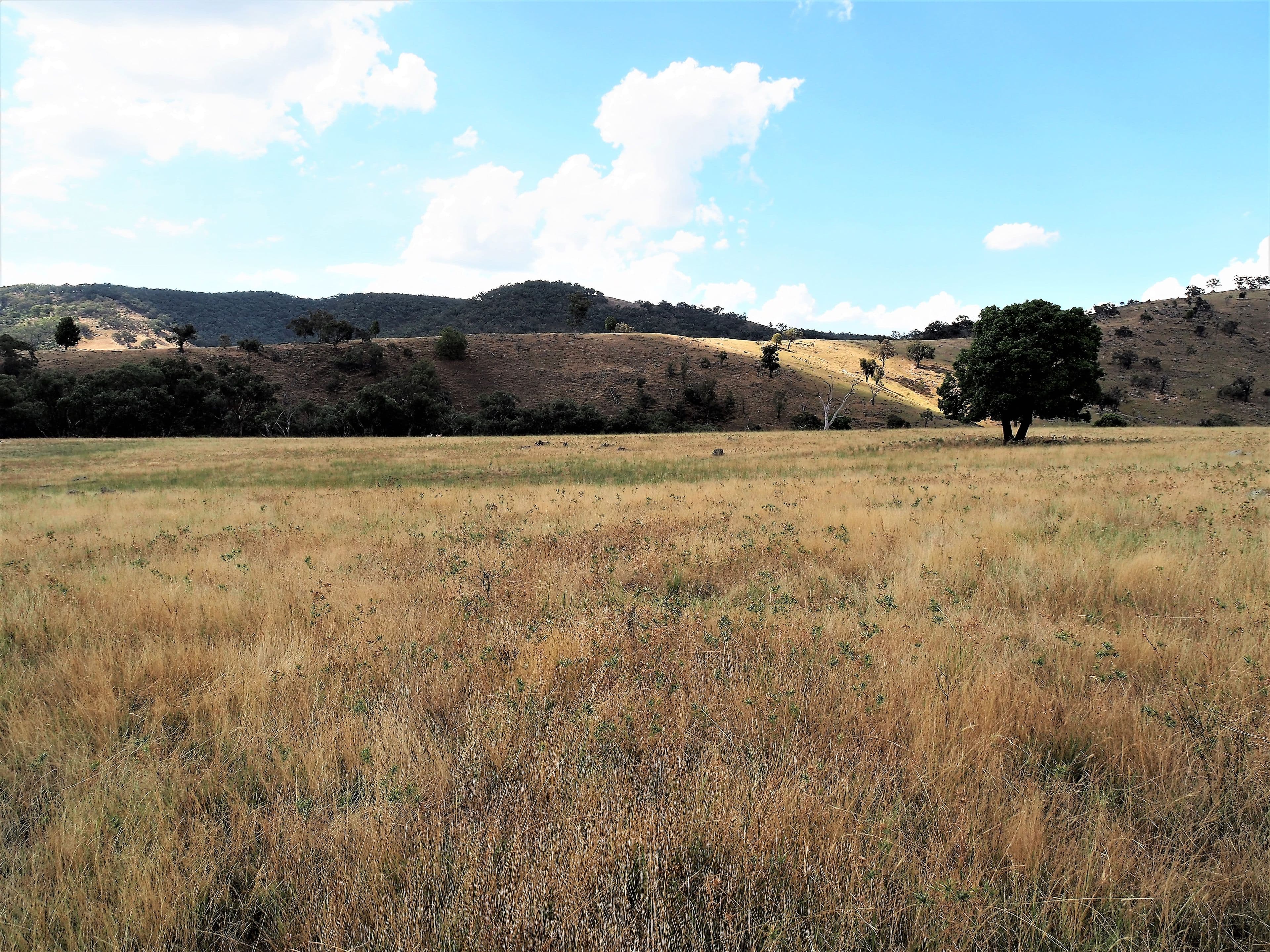 Tambaroora NSW 2795, Tambaroora - Thumbnail 7