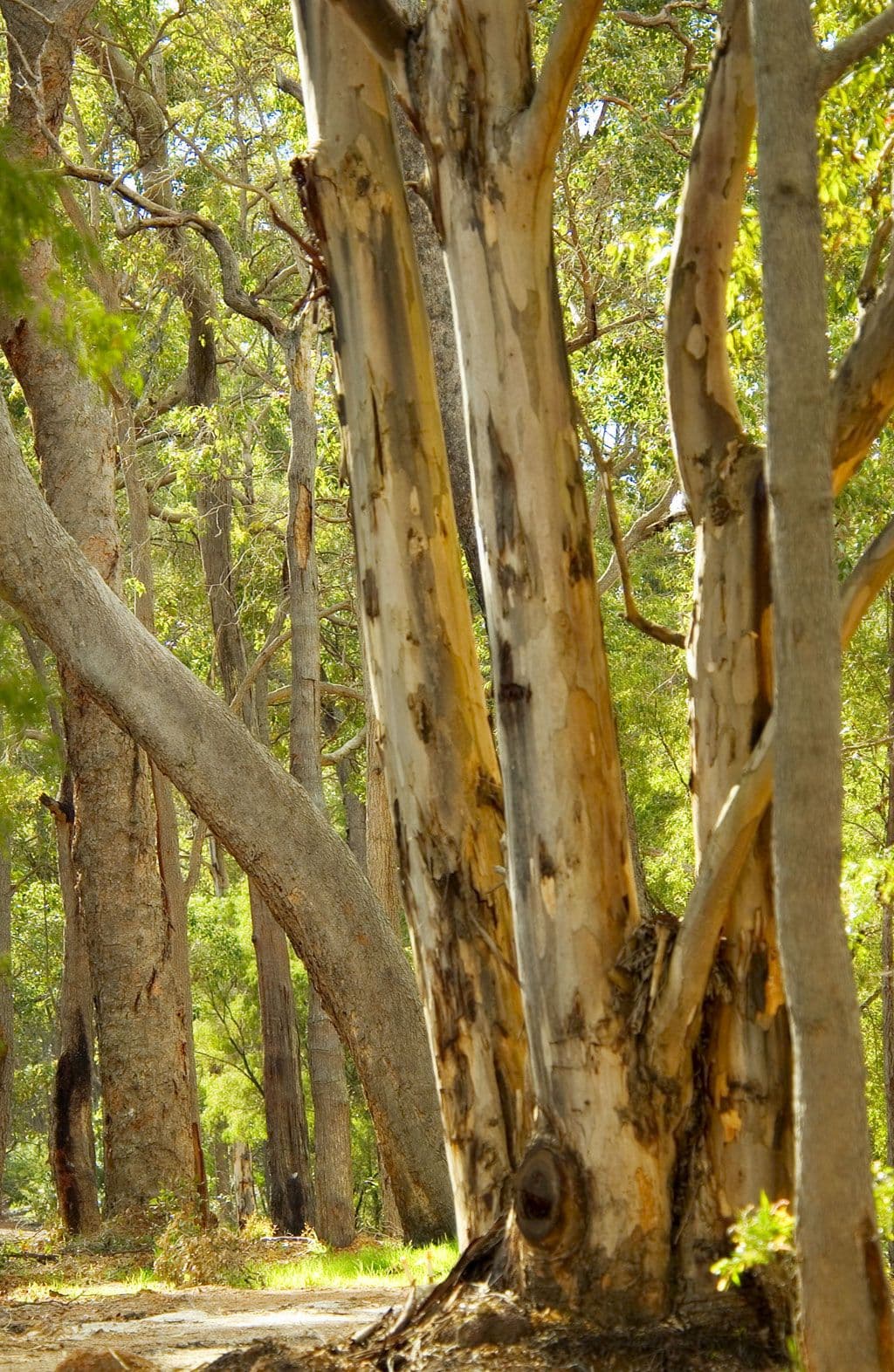 65 Hardwood Loop, Cowaramup WA 6284, Cowaramup - Thumbnail 8