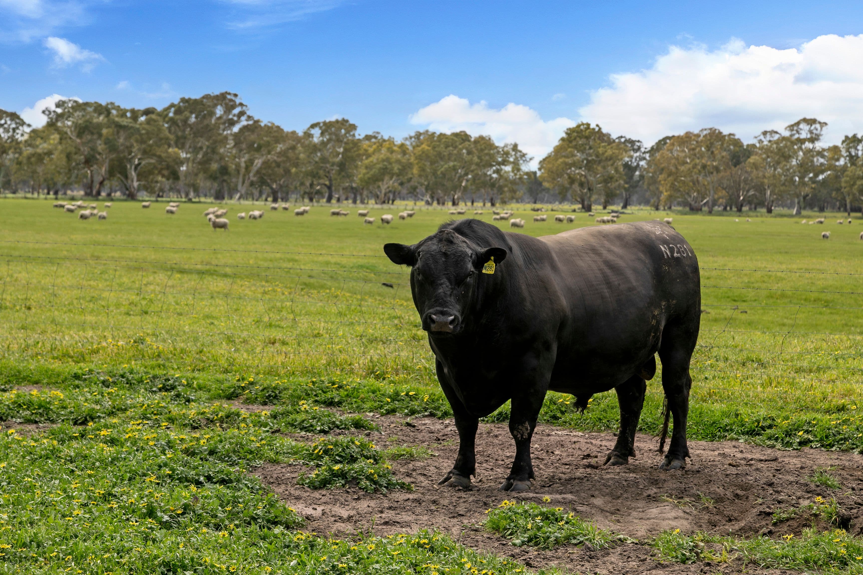 Lot 4 Richardson Road, Coonawarra SA 5263, Coonawarra - Thumbnail 3