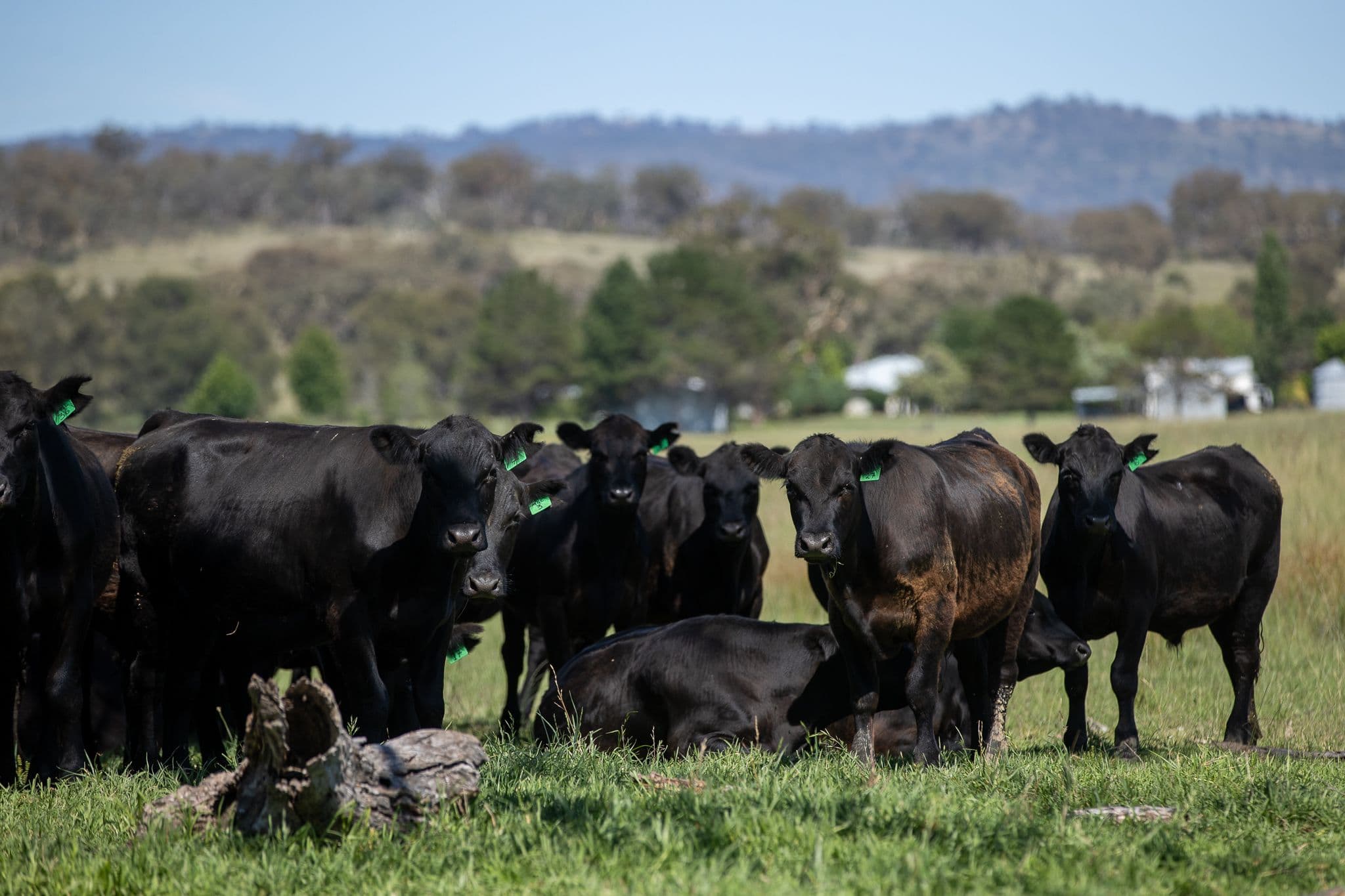 610 Gwydir Park Road, Torryburn NSW 2358, Torryburn - Thumbnail 5