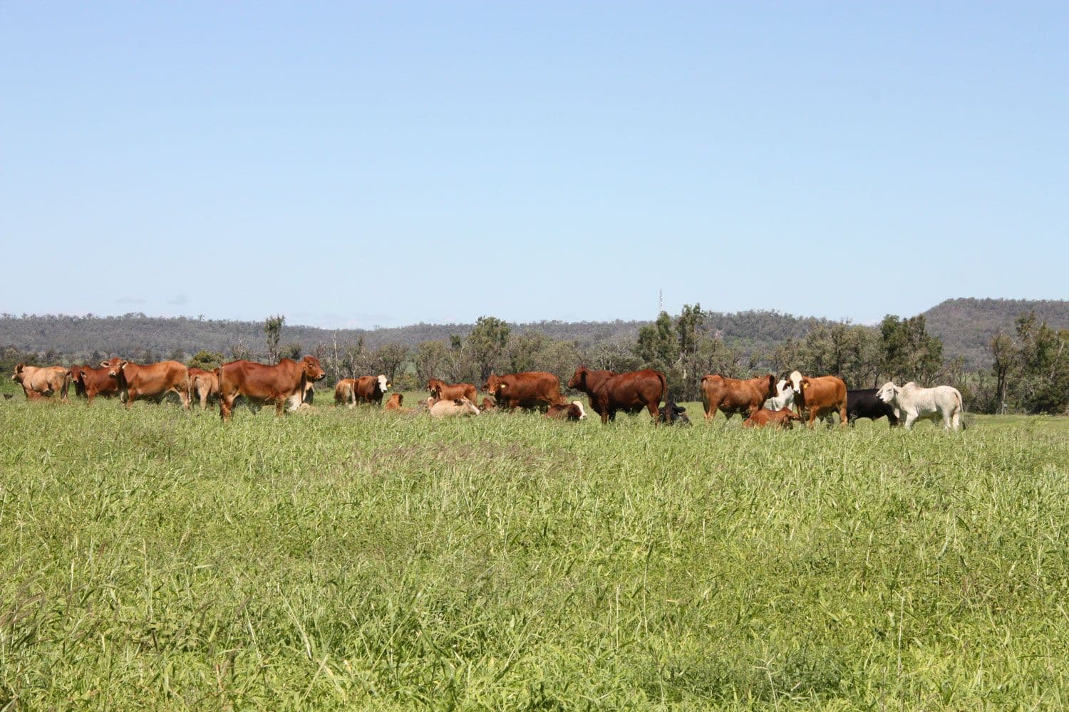 550 Dodsons Road, Goovigen QLD 4702, Goovigen - Thumbnail 7