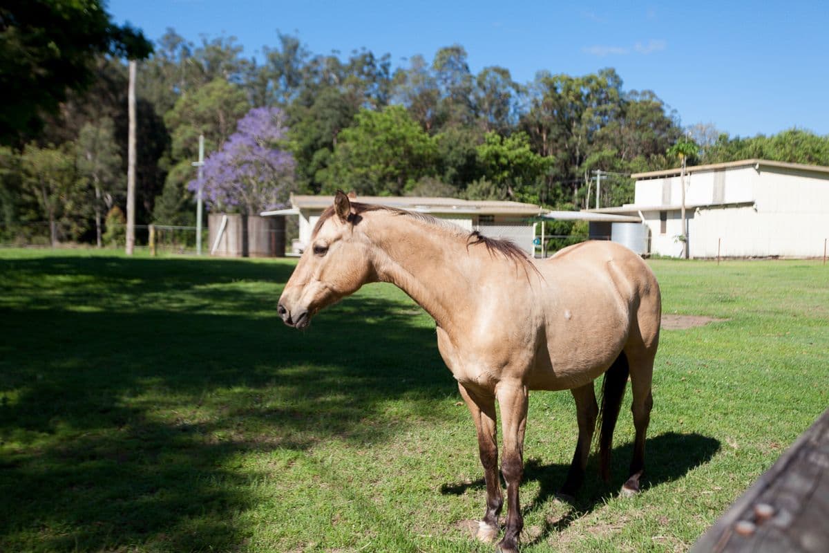 453 Cooloolabin Road, Cooloolabin QLD 4560, Cooloolabin - Thumbnail 6