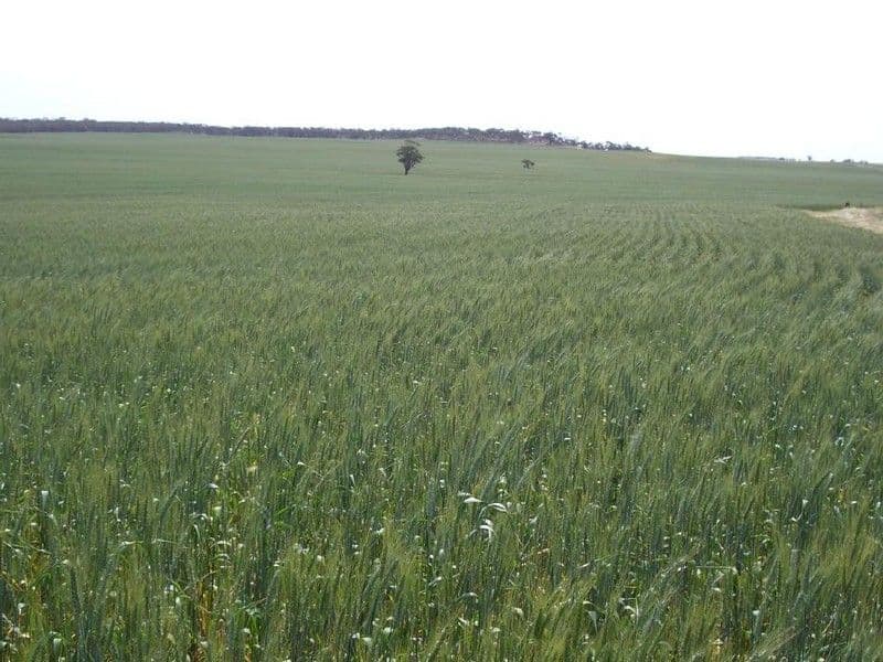 3803 Goondoloo Road, Halidon SA 5309, Halidon - Thumbnail 3