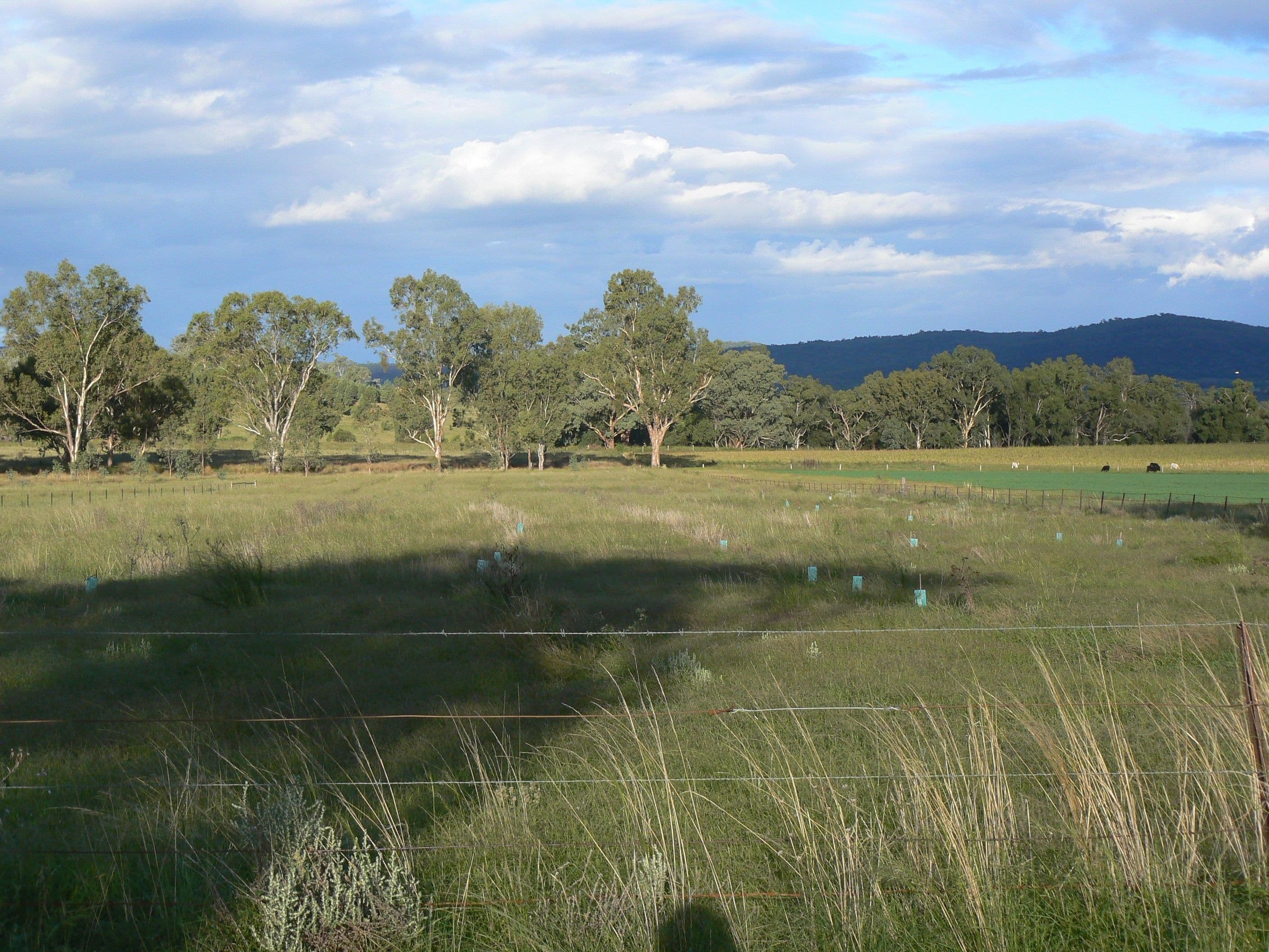 " Box Hill", BINGARA NSW 2404, Bingara - Thumbnail 4