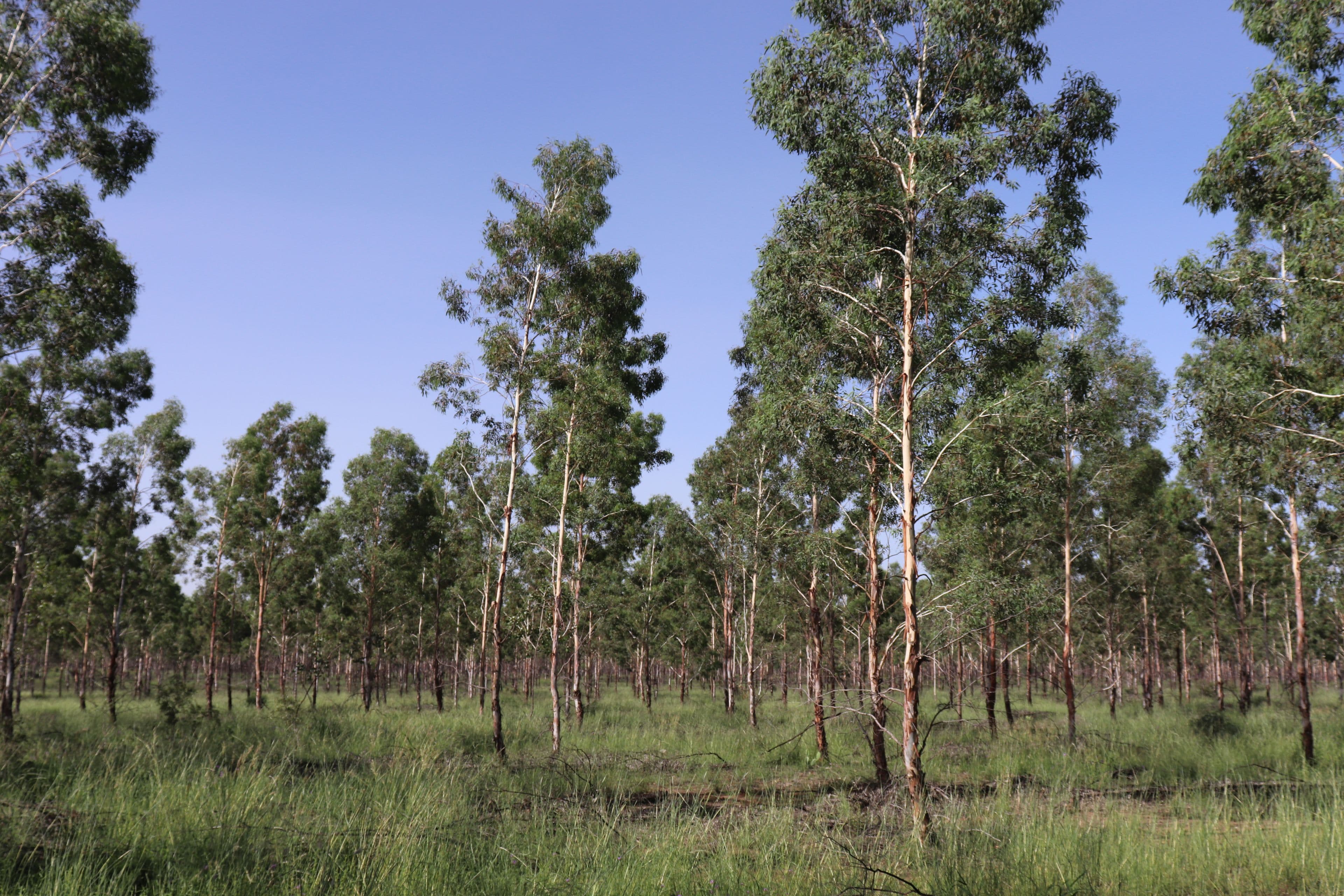 Lot 125 Jinghi Gully Road, Jandowae QLD 4410, Jandowae - Thumbnail 4