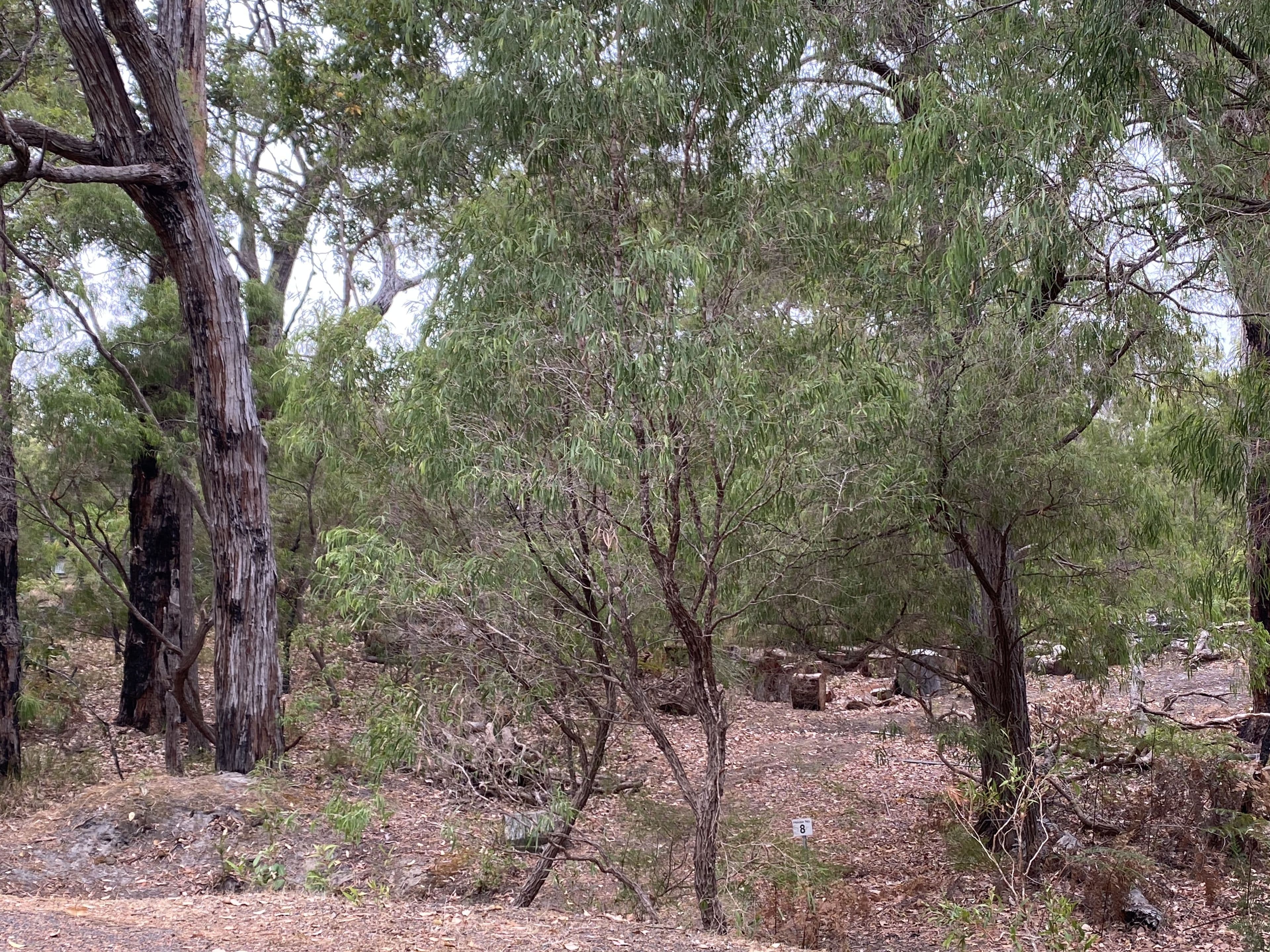 8 Flora Grove, Molloy Island WA 6290, Molloy Island - Thumbnail 5