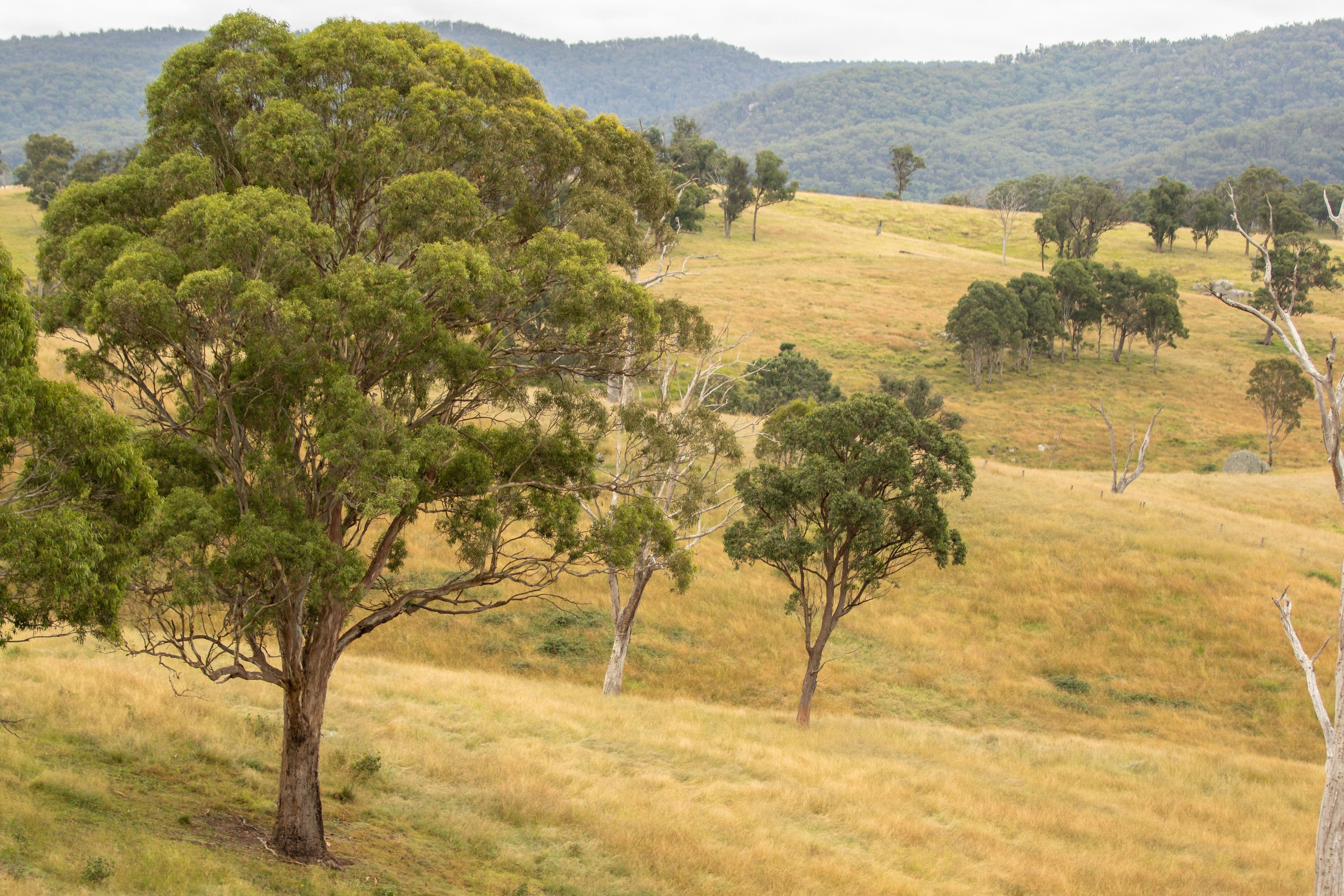 11032 Bruxner Highway, Tenterfield NSW 2372, Tenterfield - Thumbnail 6
