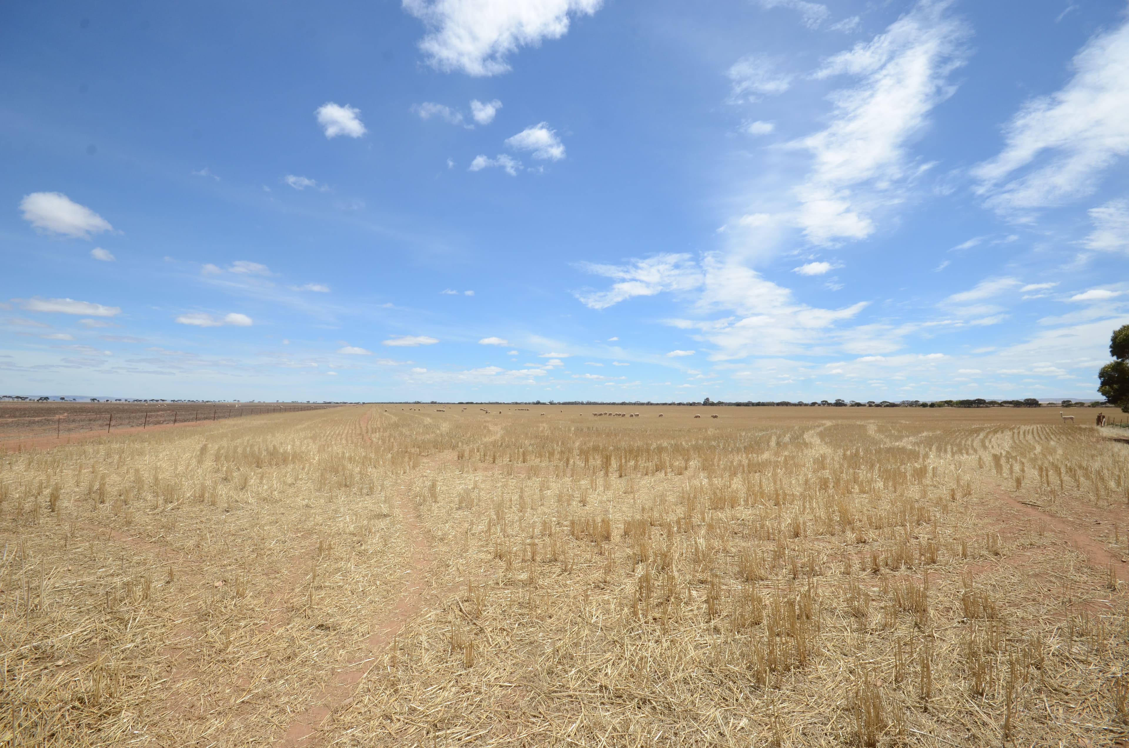 "Tiroroa" Blyth Road, Blyth SA 5462, Blyth - Thumbnail 5